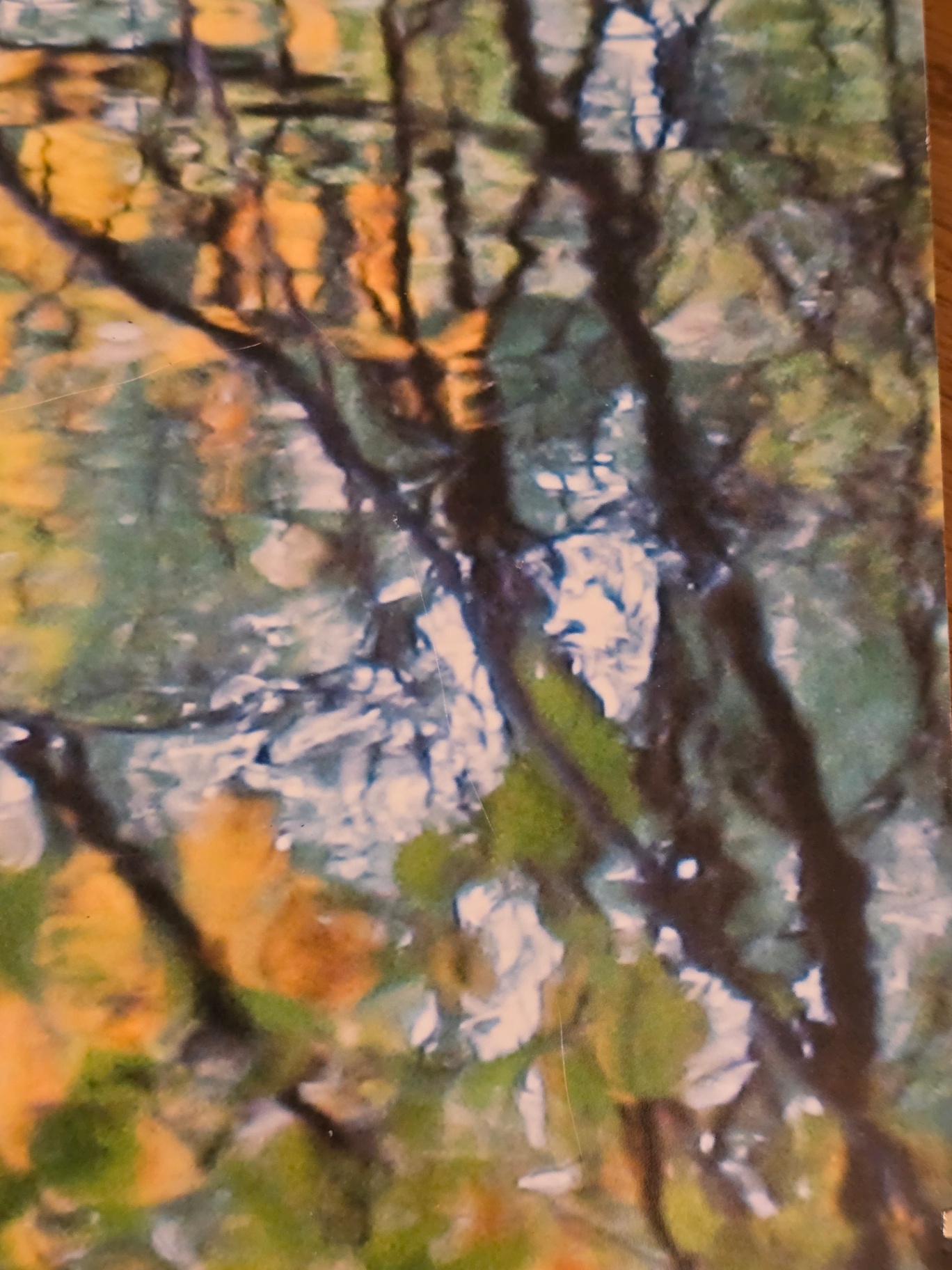 Autumn forest photograph by Ramsey Bakhoum - image 5 of 5