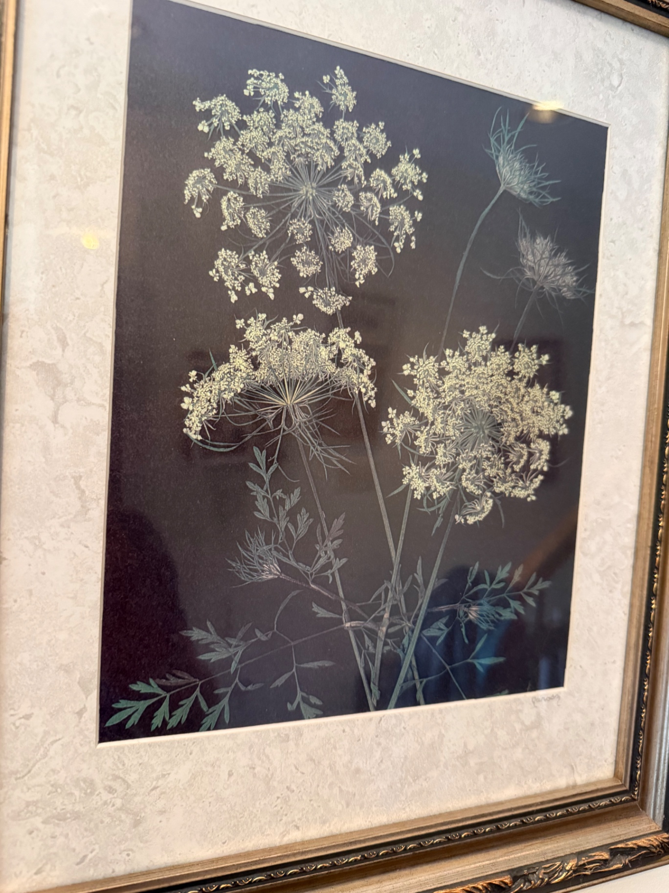 Framed botanical print of umbel flowers - image 2 of 3