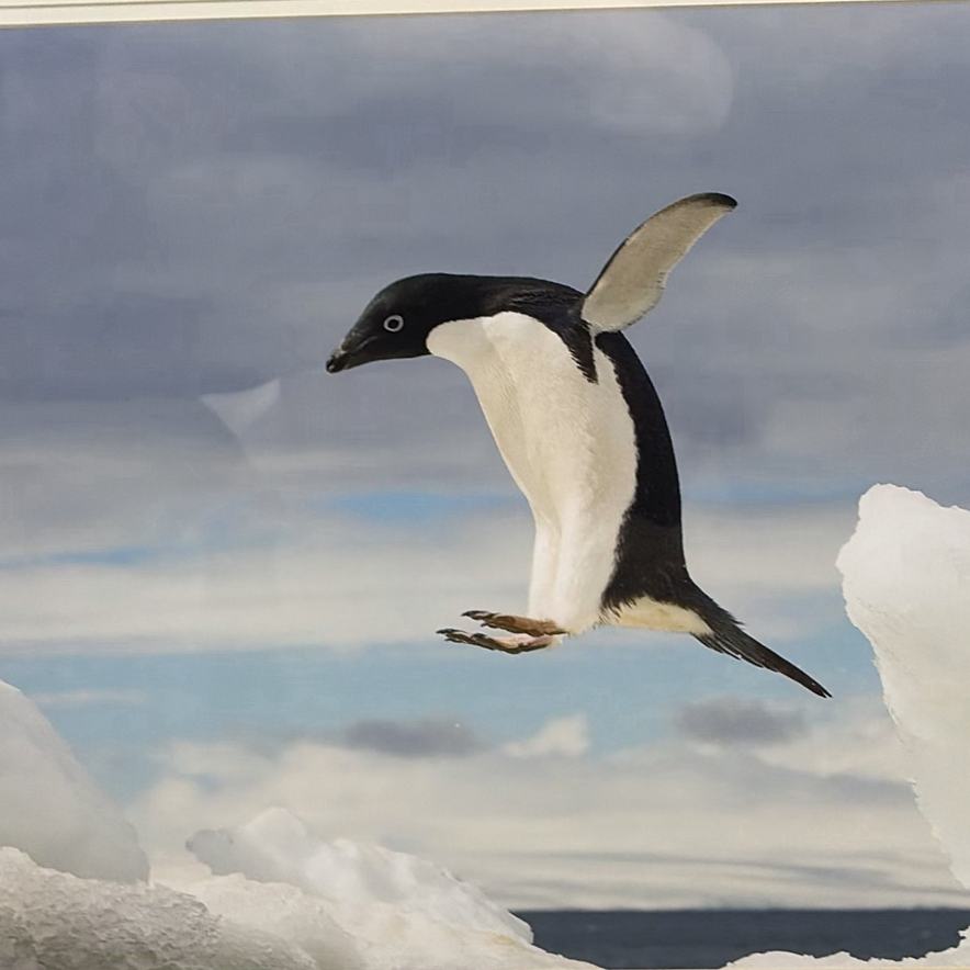 Framed Penguin Print - image 2 of 10