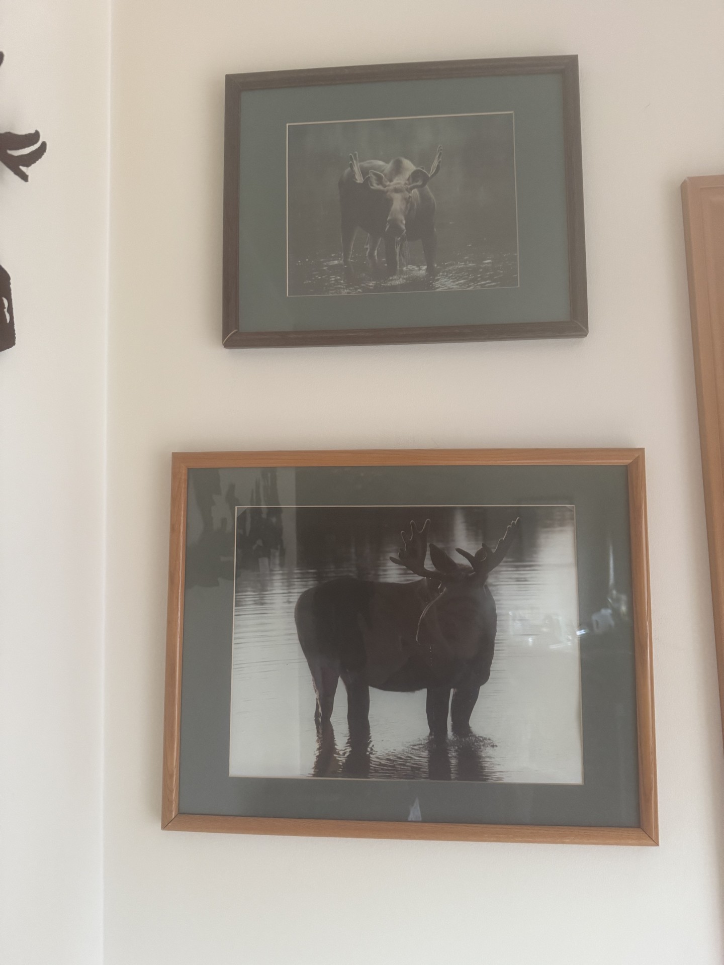 Two framed moose photographs - image 1 of 4
