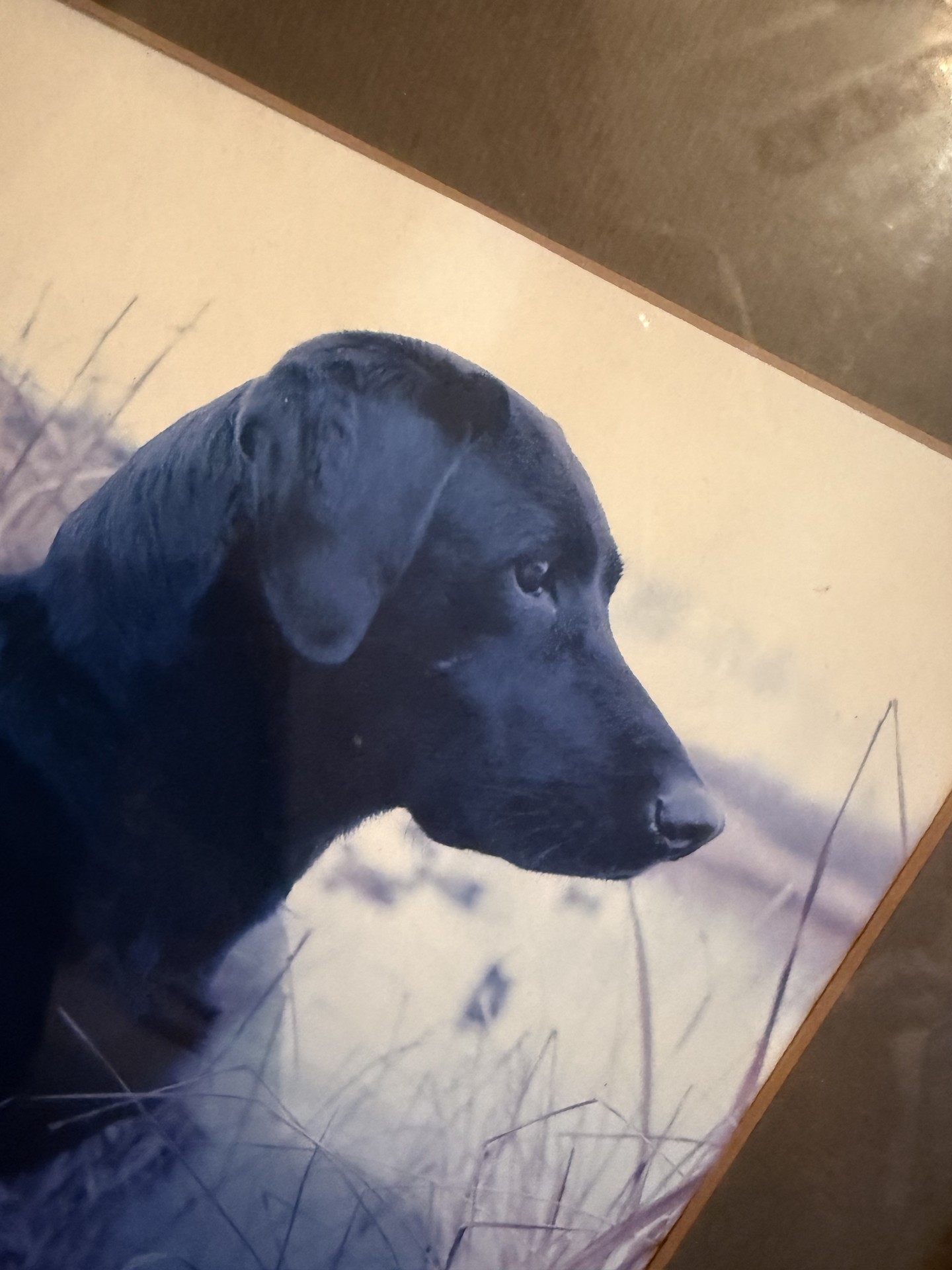 Dog-themed decor and books collection - image 24 of 27