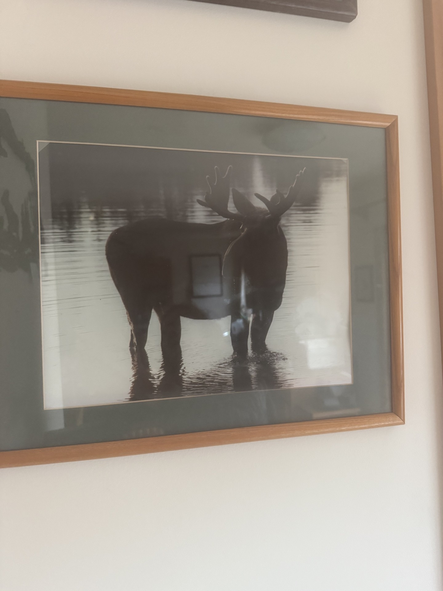 Two framed moose photographs - image 3 of 4