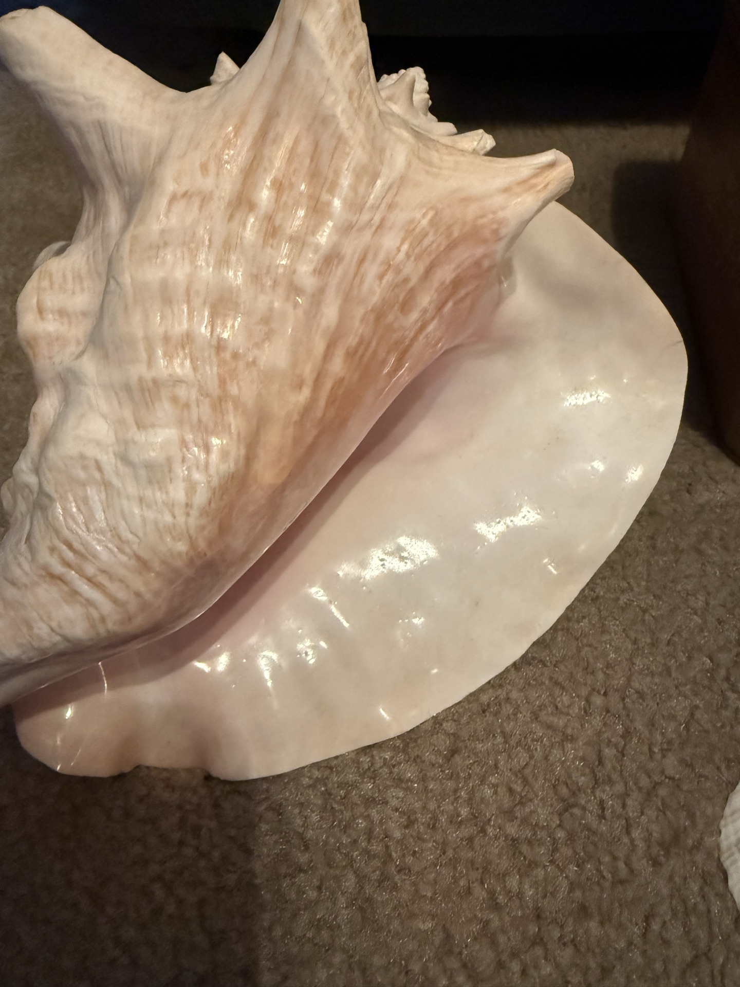 Coastal seashells, geodes, lighthouse models, and decorative chest - image 4 of 8