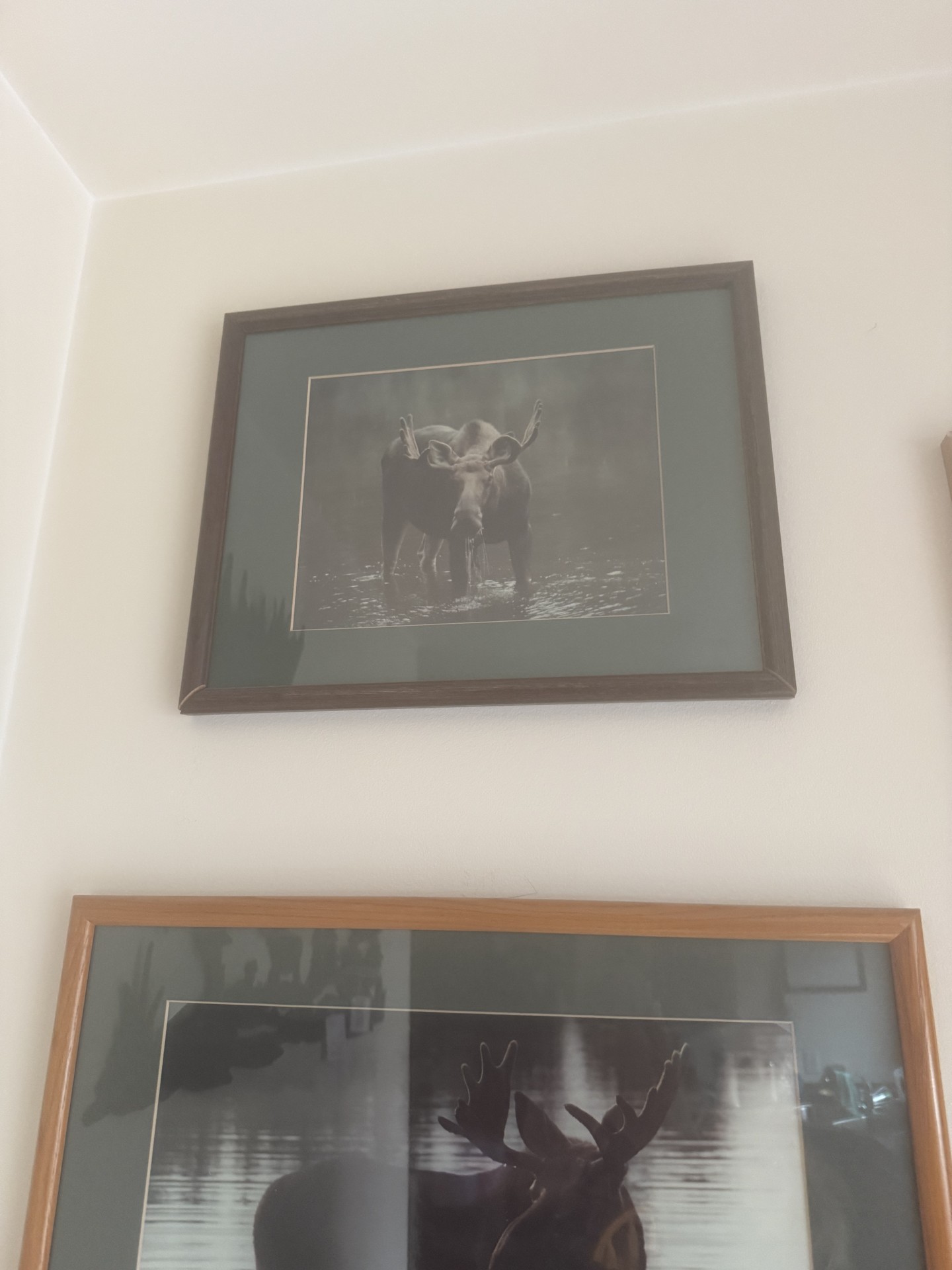 Two framed moose photographs - image 2 of 4