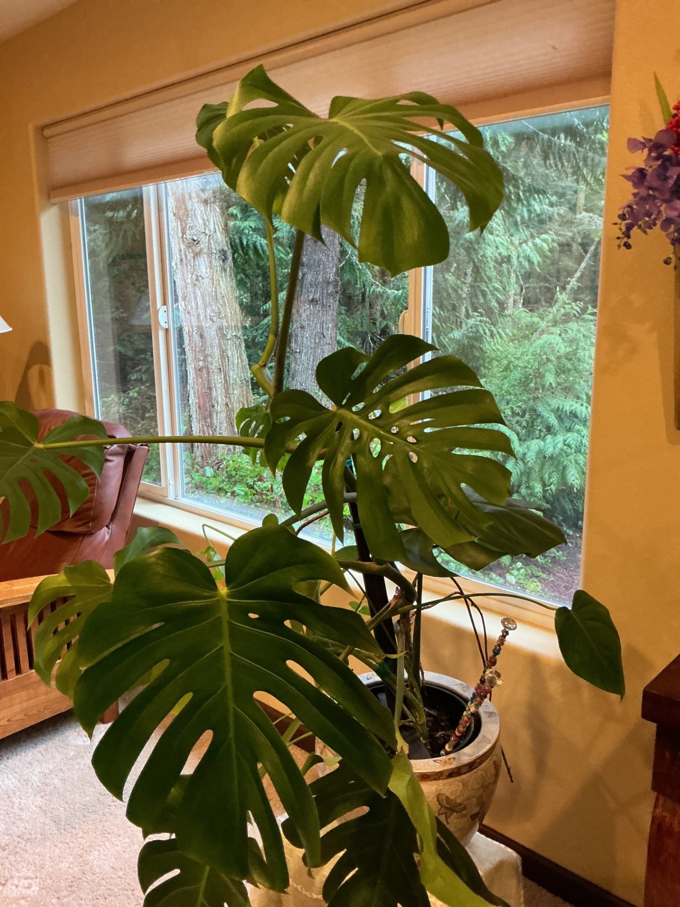 Monstera deliciosa houseplant with large fenestrated leaves - image 4 of 5