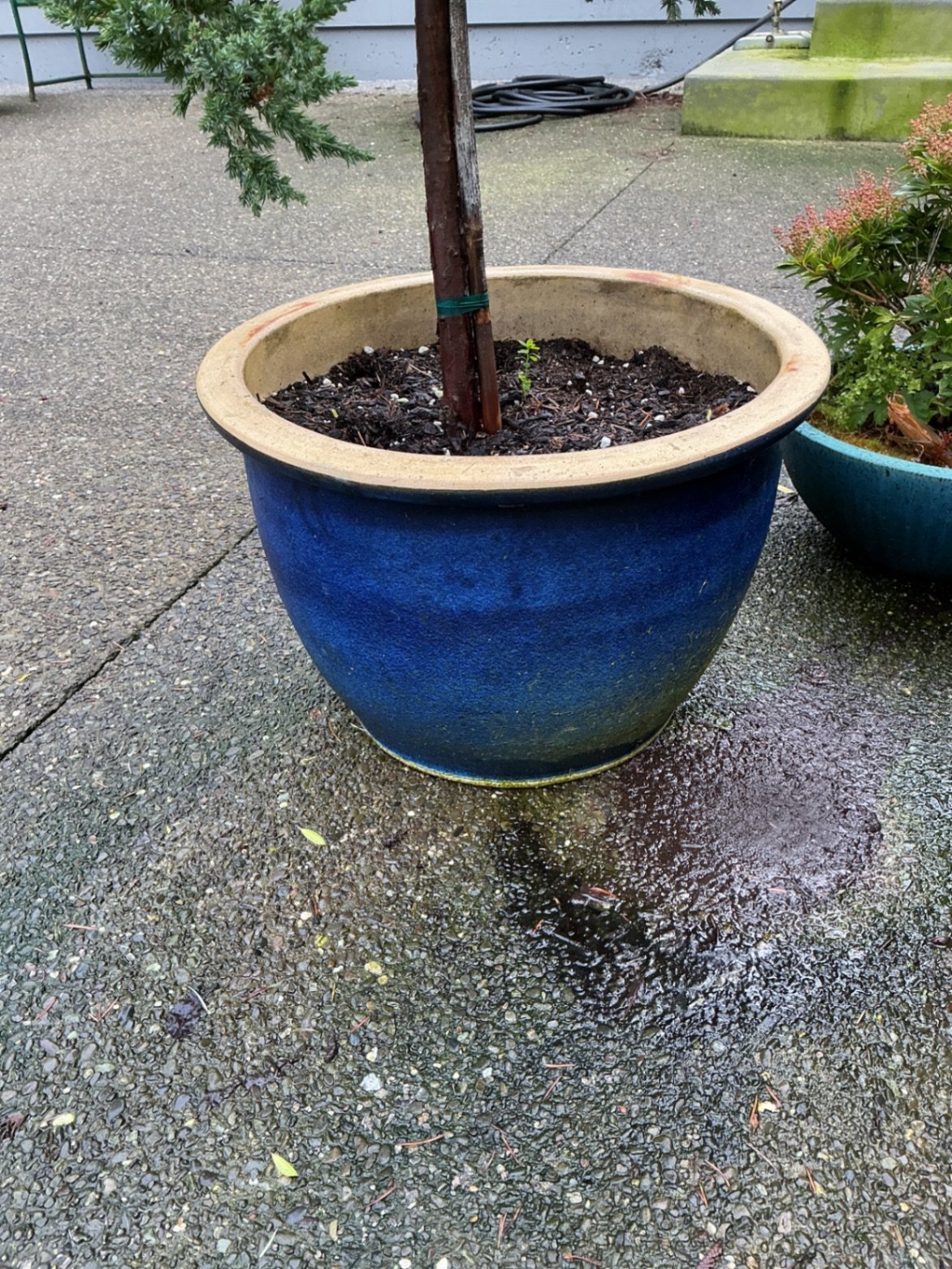 Blue ceramic planters with small trees and shrubs - image 4 of 6