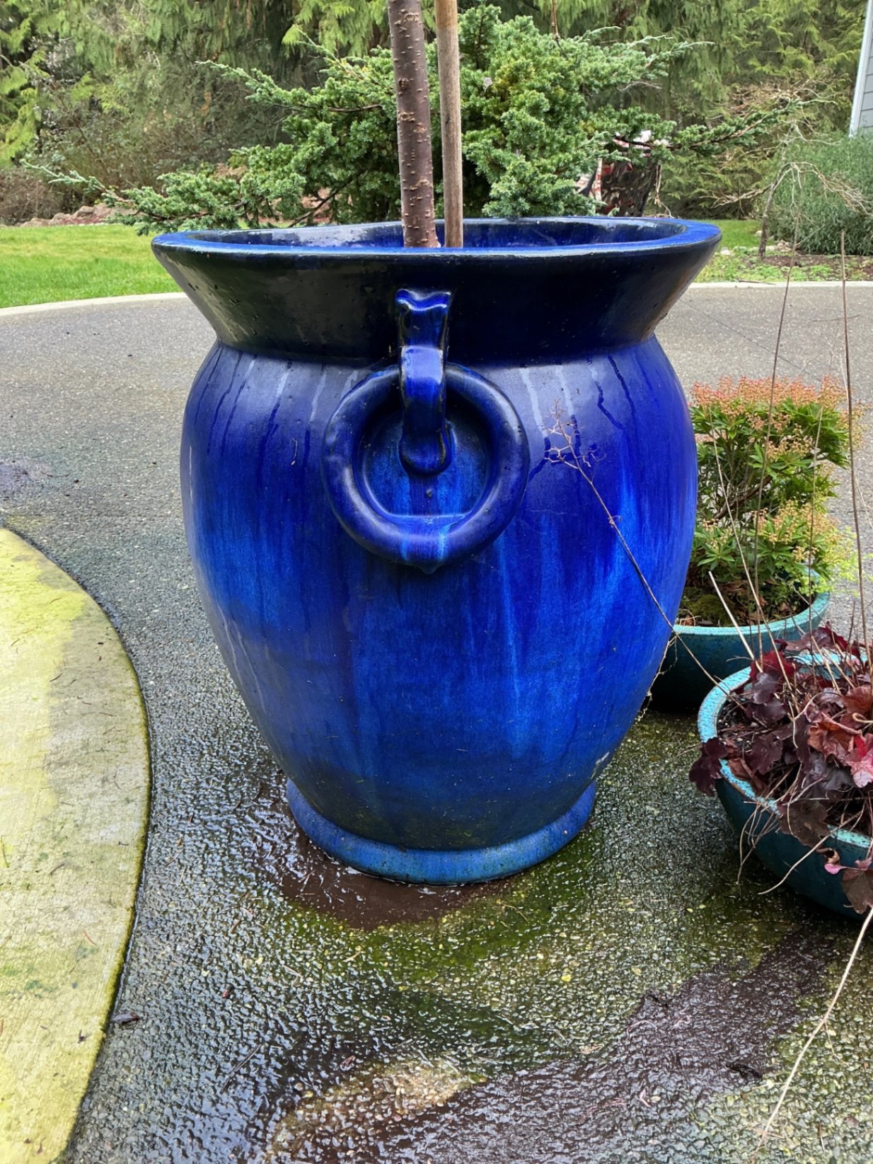 Blue ceramic planters with small trees and shrubs - image 2 of 6