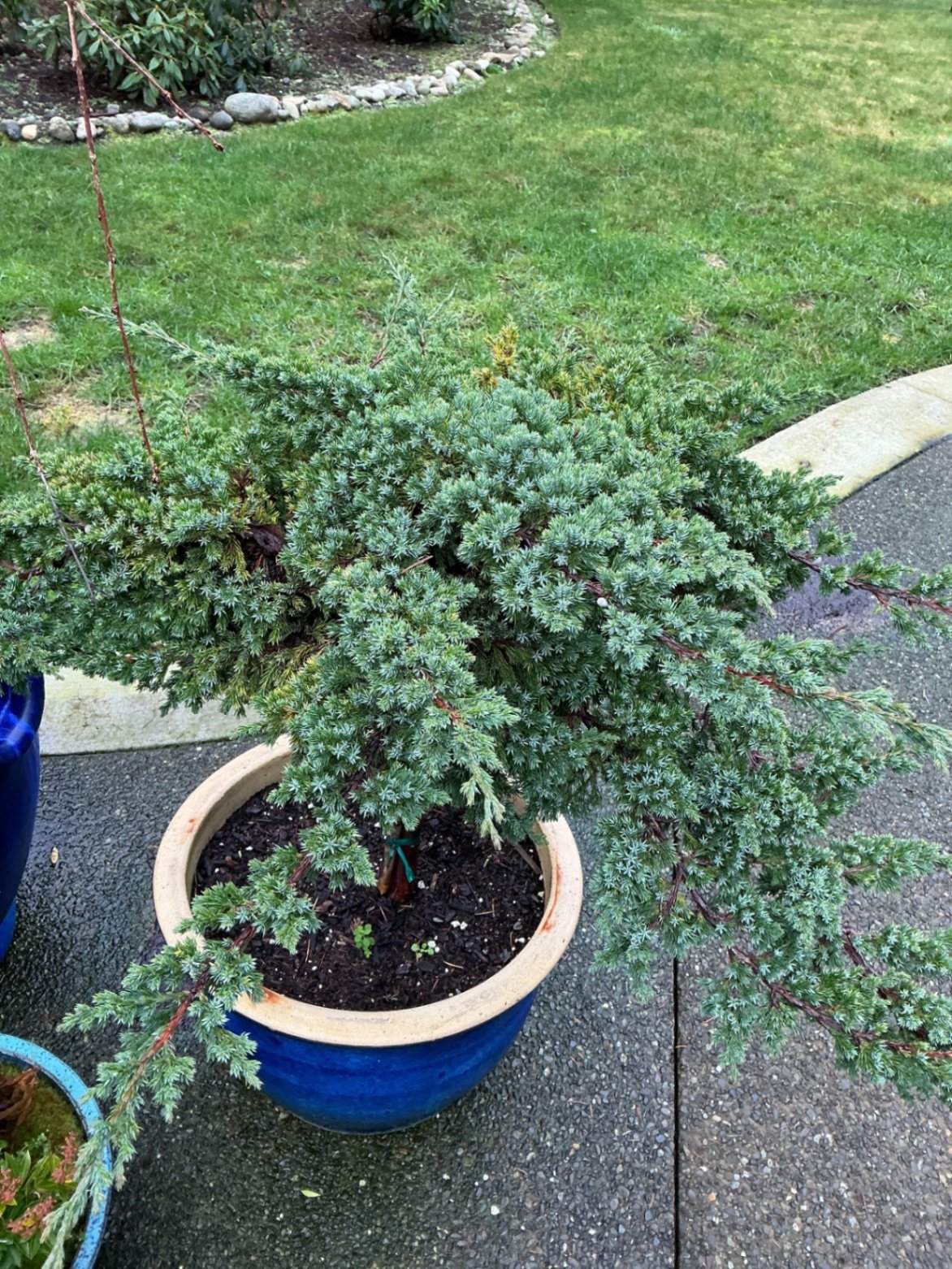 Blue ceramic planters with small trees and shrubs - image 5 of 6