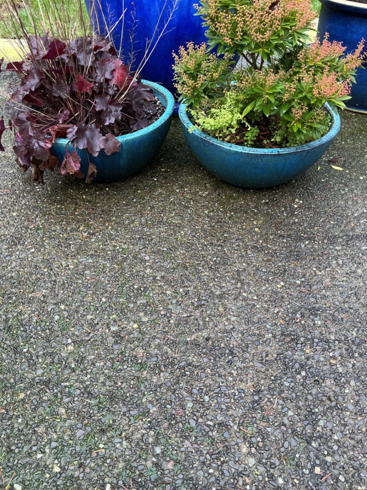 Blue ceramic planters with small trees and shrubs - image 6 of 6