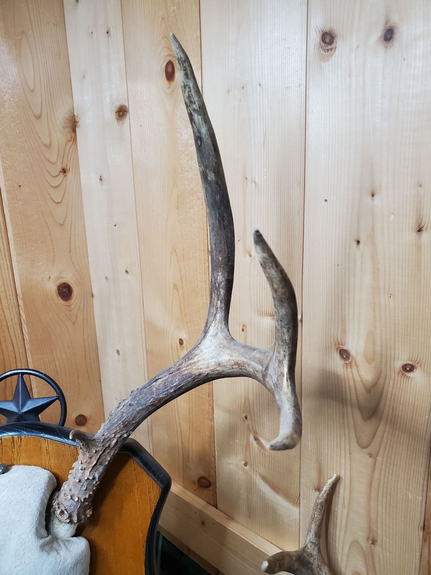 Two Sets of Antlers. - image 2 of 9