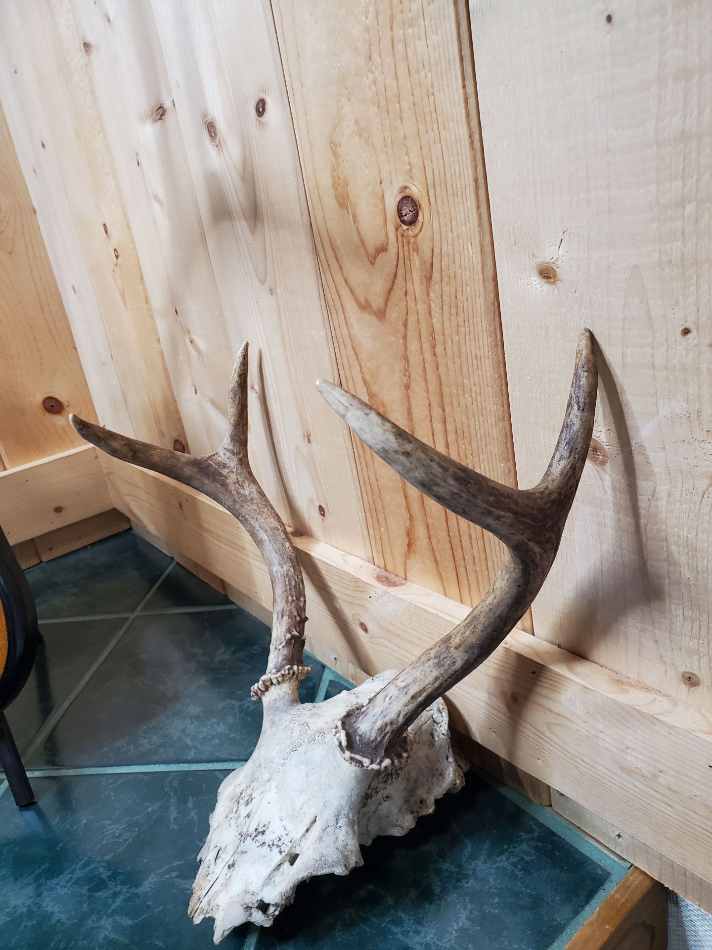 Two Sets of Antlers. - image 7 of 9