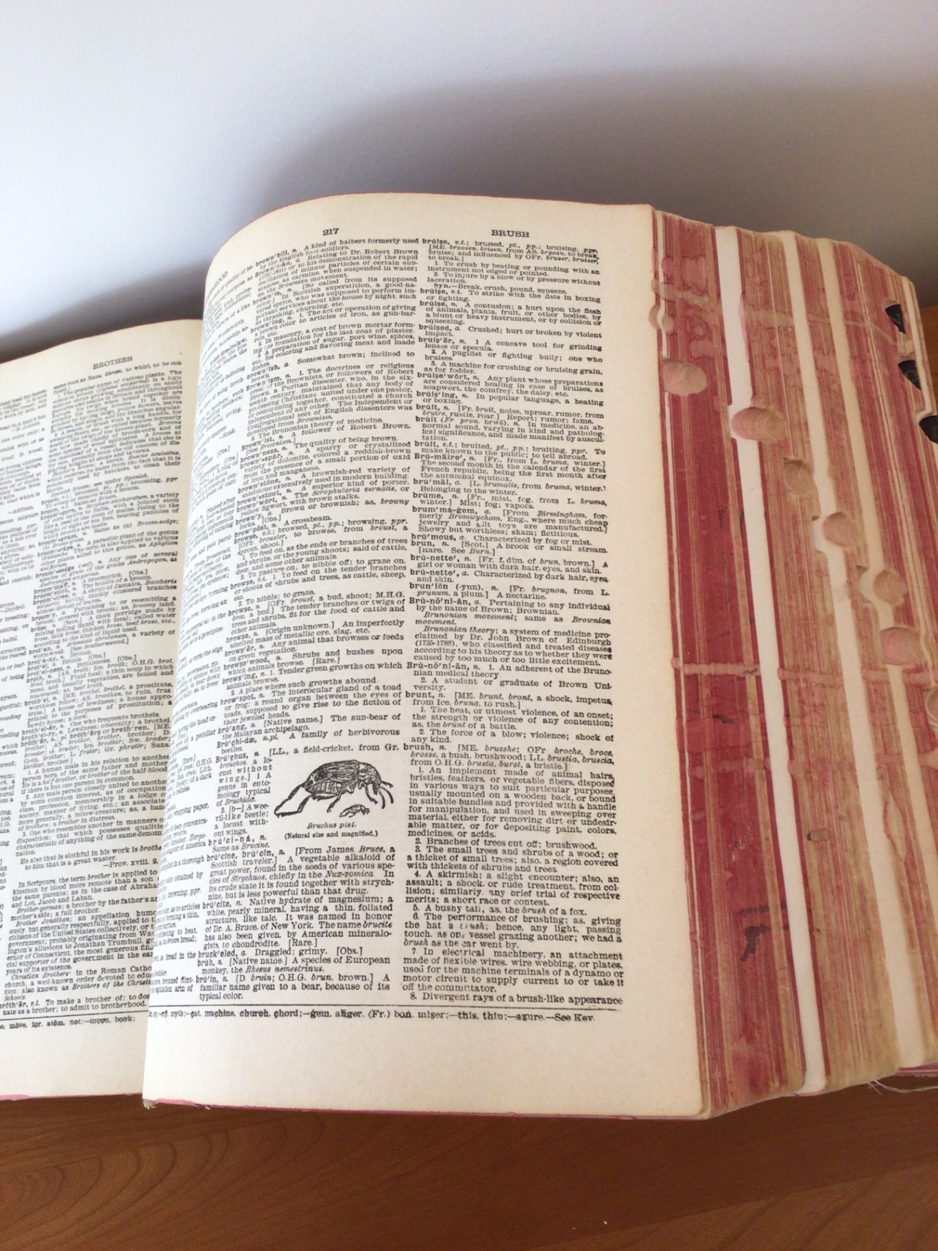 Open antique dictionary with pressed leaf and handwritten inscription - image 2 of 4