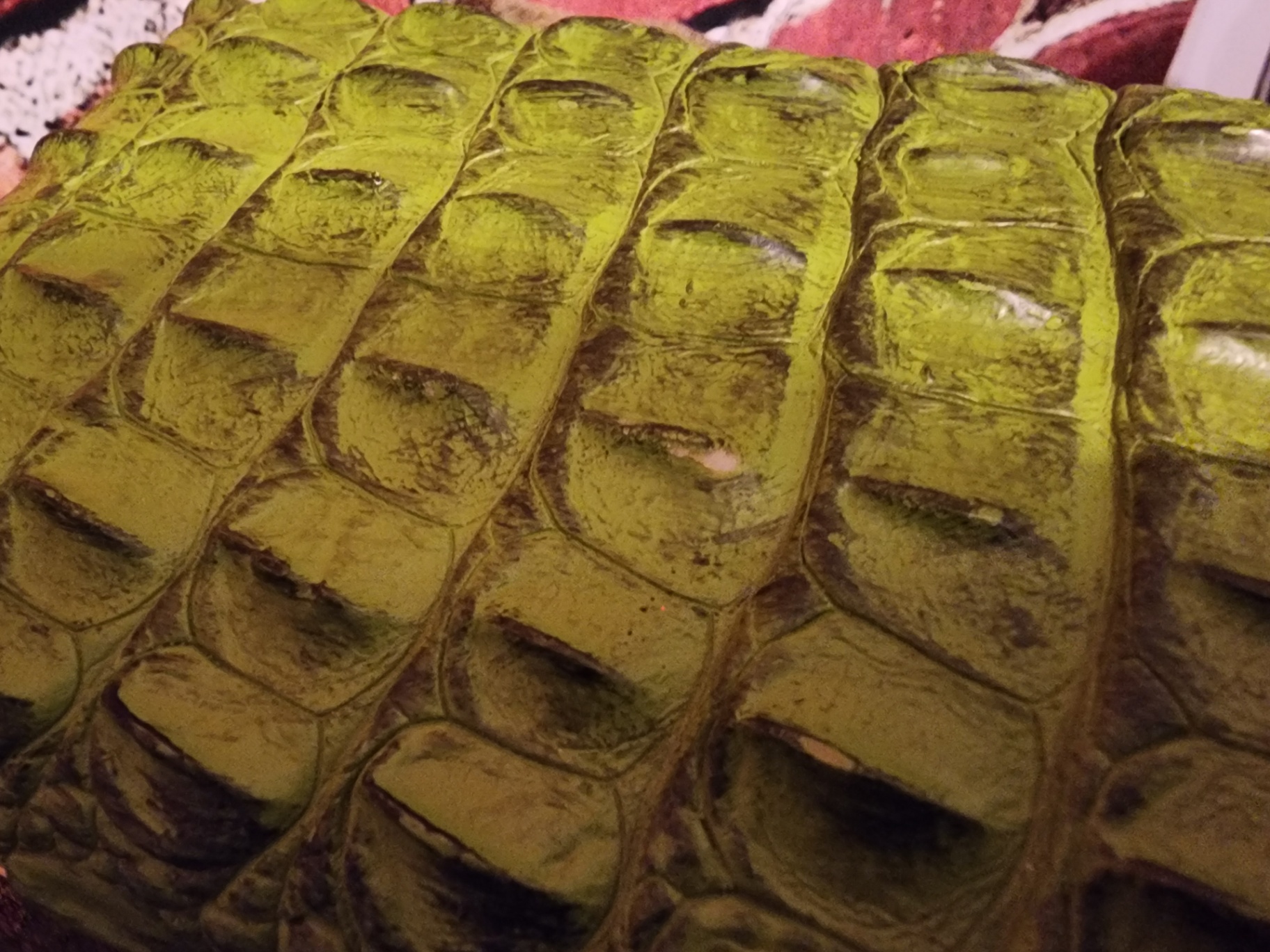 Green alligator-patterned storage boxes set - image 7 of 10