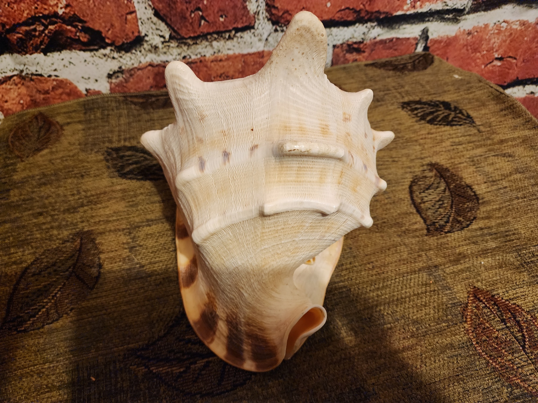 Large white ribbed conch shell - image 5 of 6