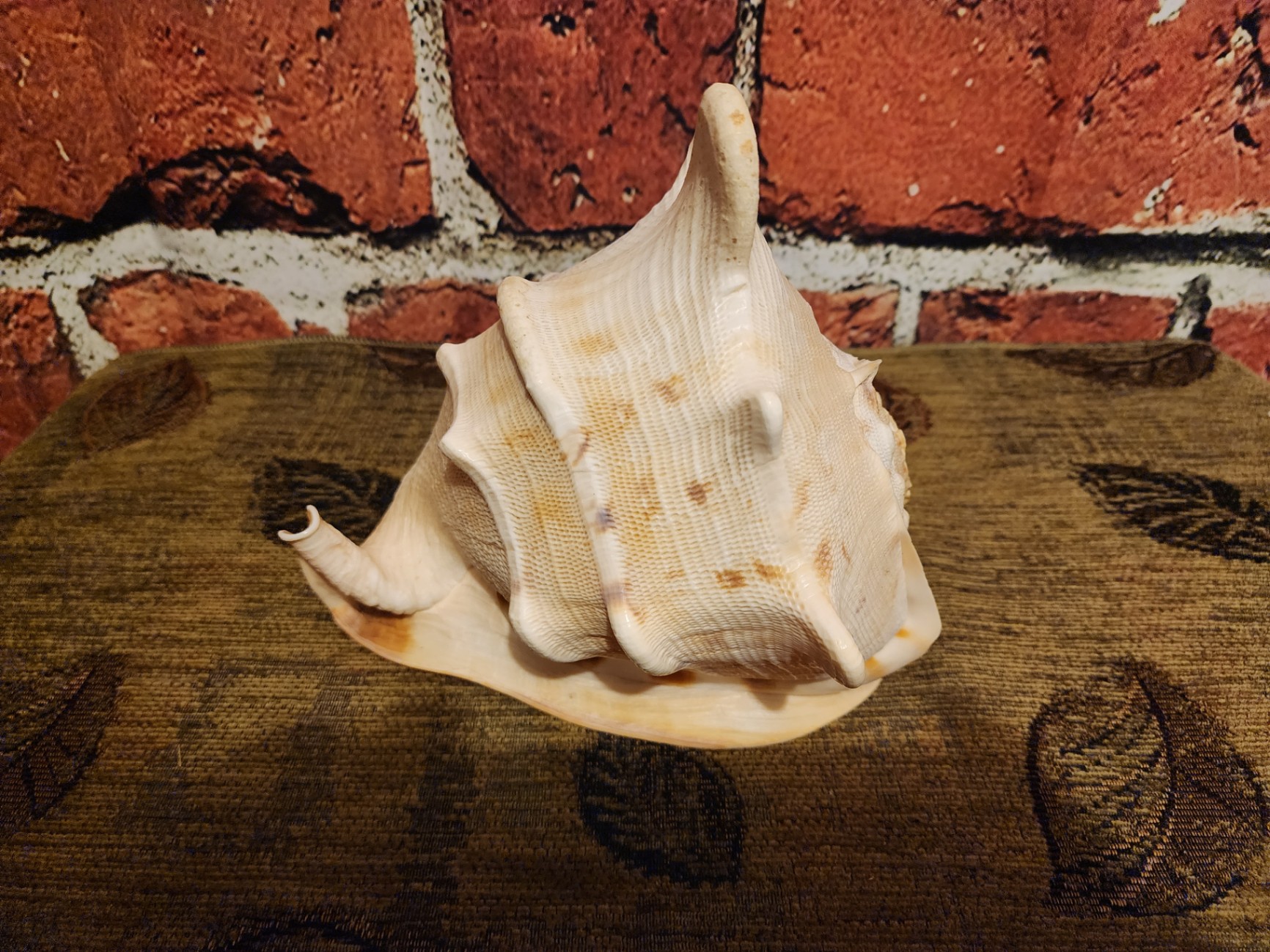 Large white ribbed conch shell - image 3 of 6