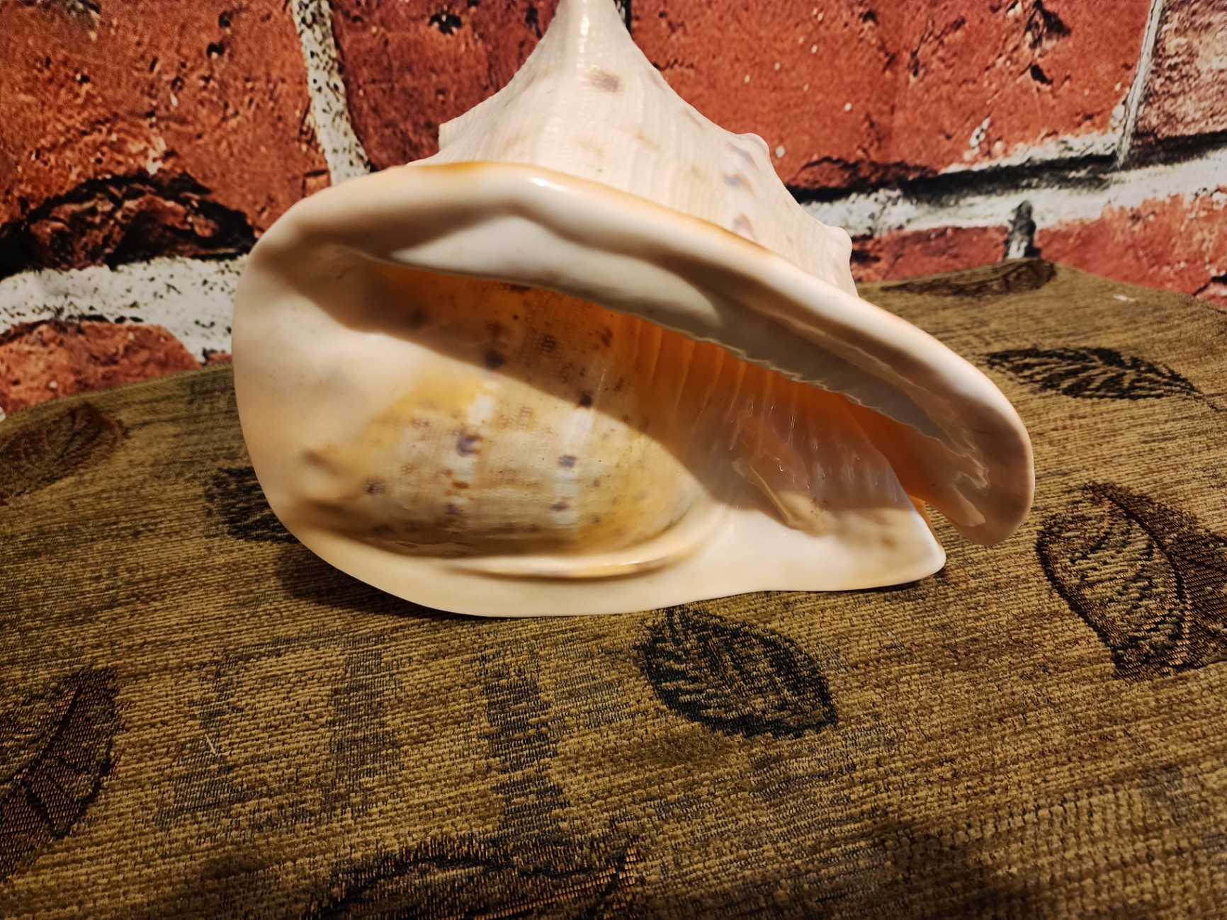 Large white ribbed conch shell - image 2 of 6