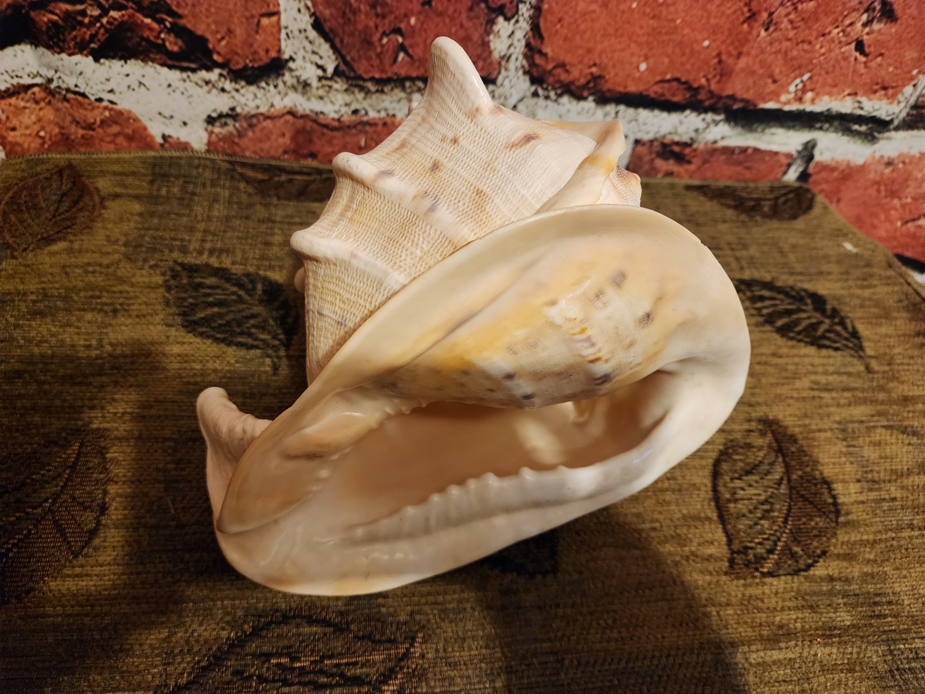 Large white ribbed conch shell - image 6 of 6