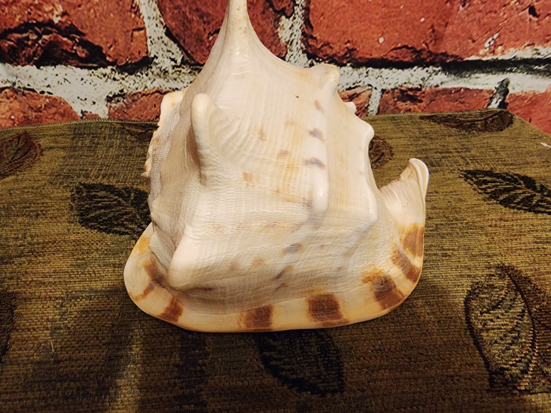 Large white ribbed conch shell - image 1 of 6