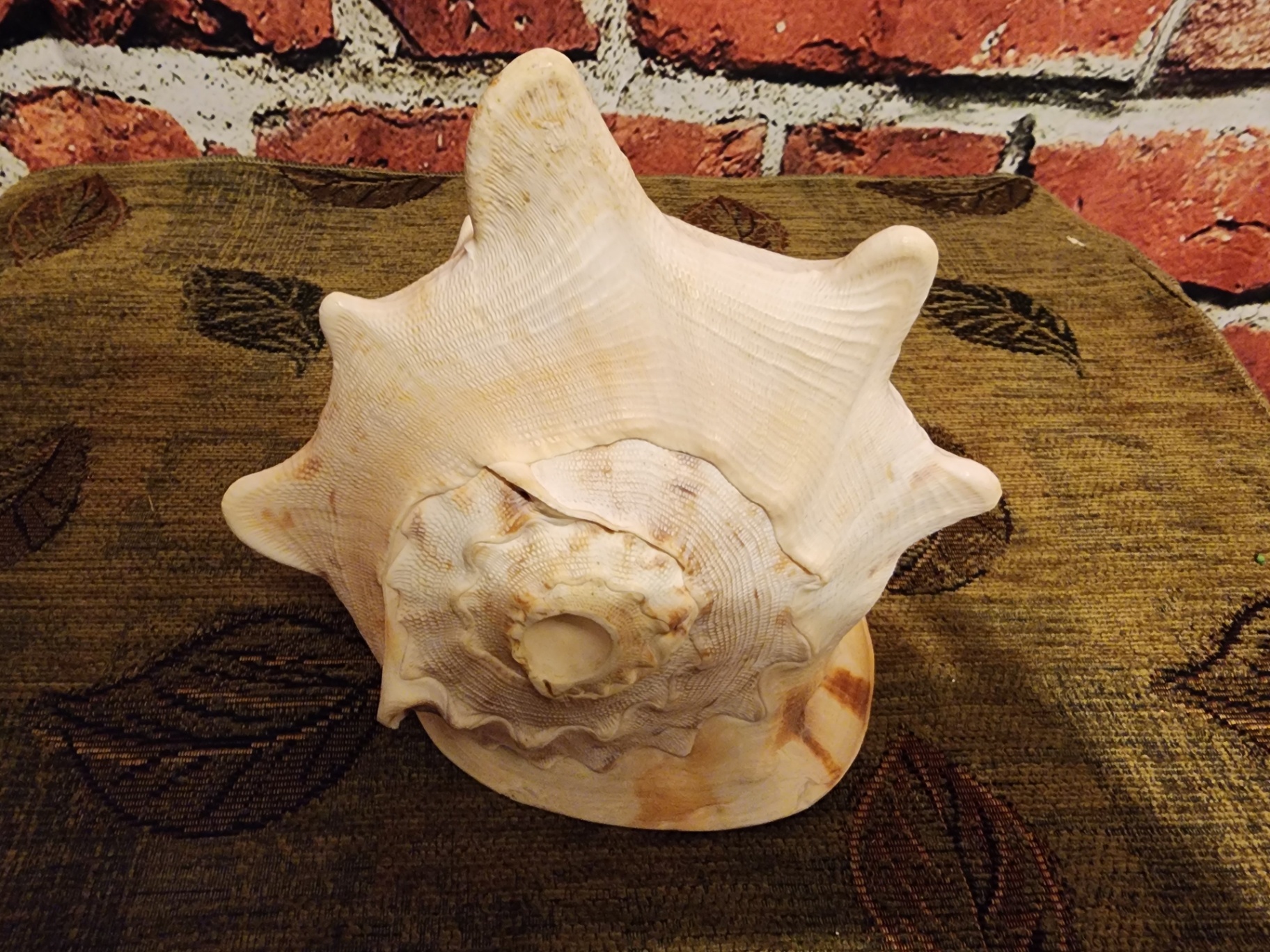Large white ribbed conch shell - image 4 of 6