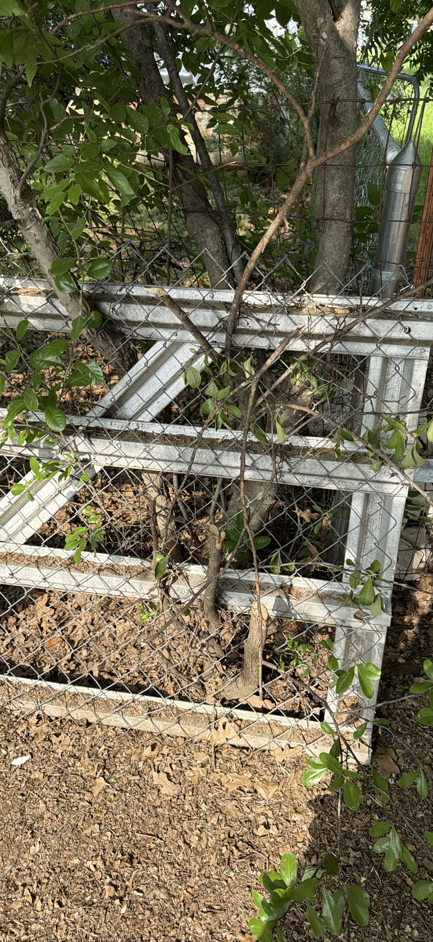 Metal fence panels and gate frames - image 2 of 3