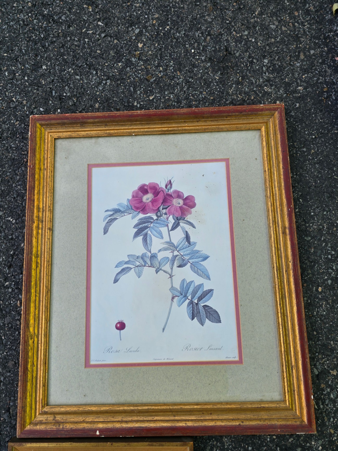 Assorted framed botanical prints - image 9 of 15