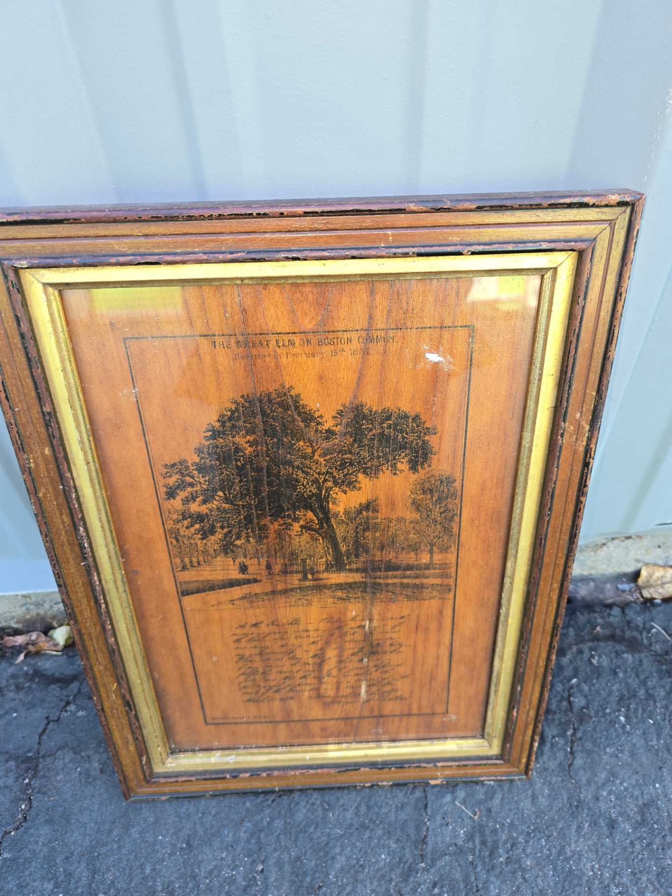 Framed landscape print titled 'The Great Elm on Boston Common' - image 1 of 11