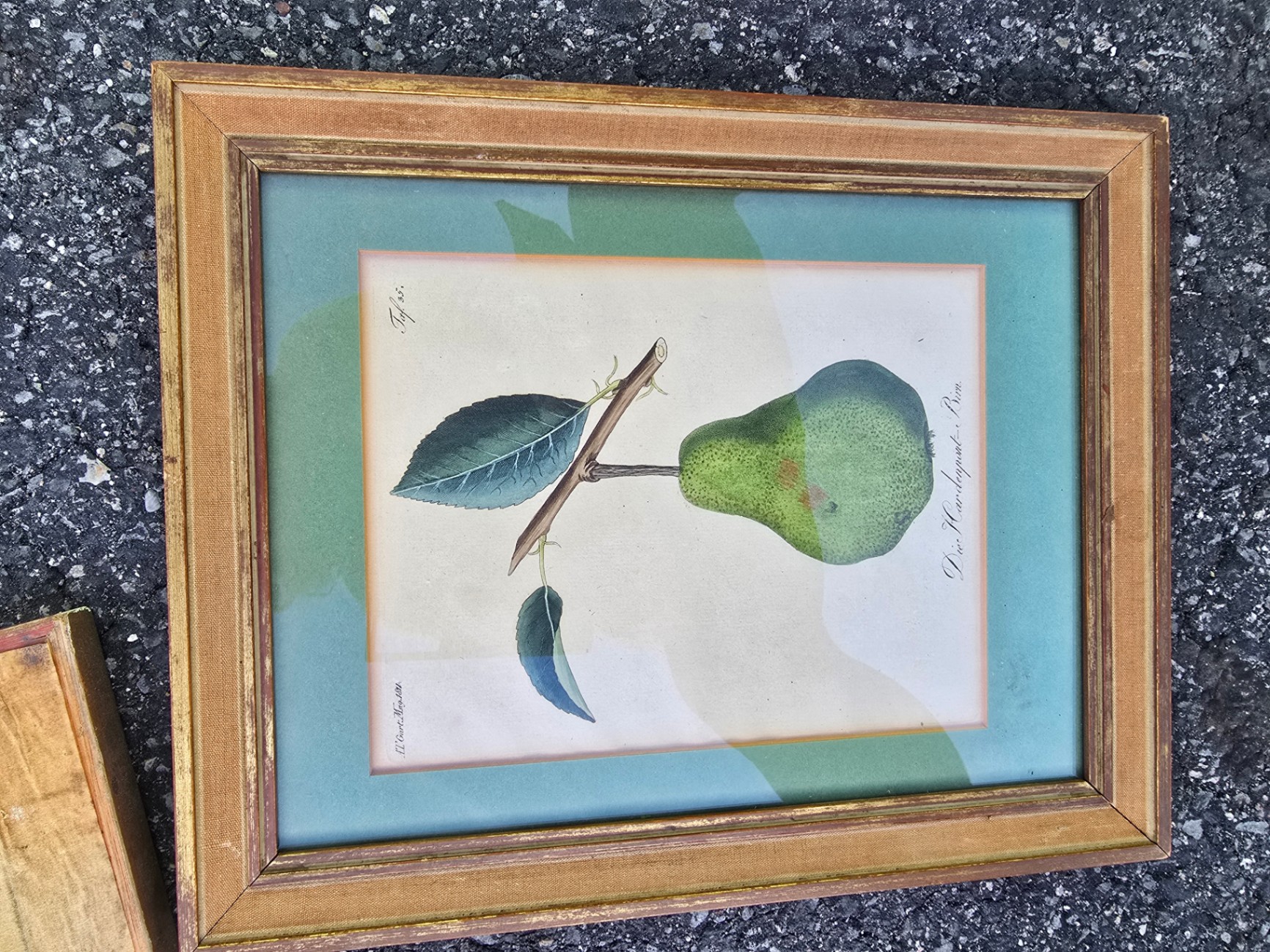 Assorted framed botanical prints - image 5 of 15