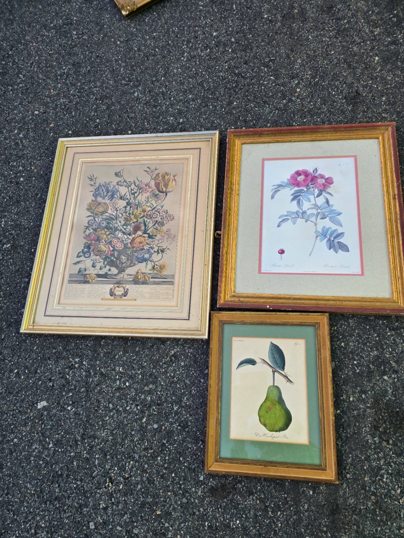 Assorted framed botanical prints - image 1 of 15