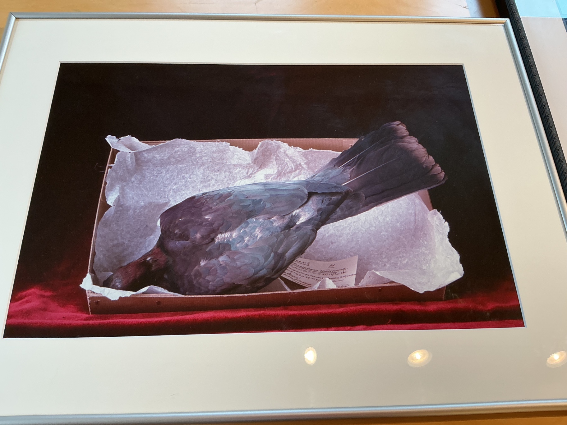 4 Framed photos by Rosamond Purcell - image 3 of 7