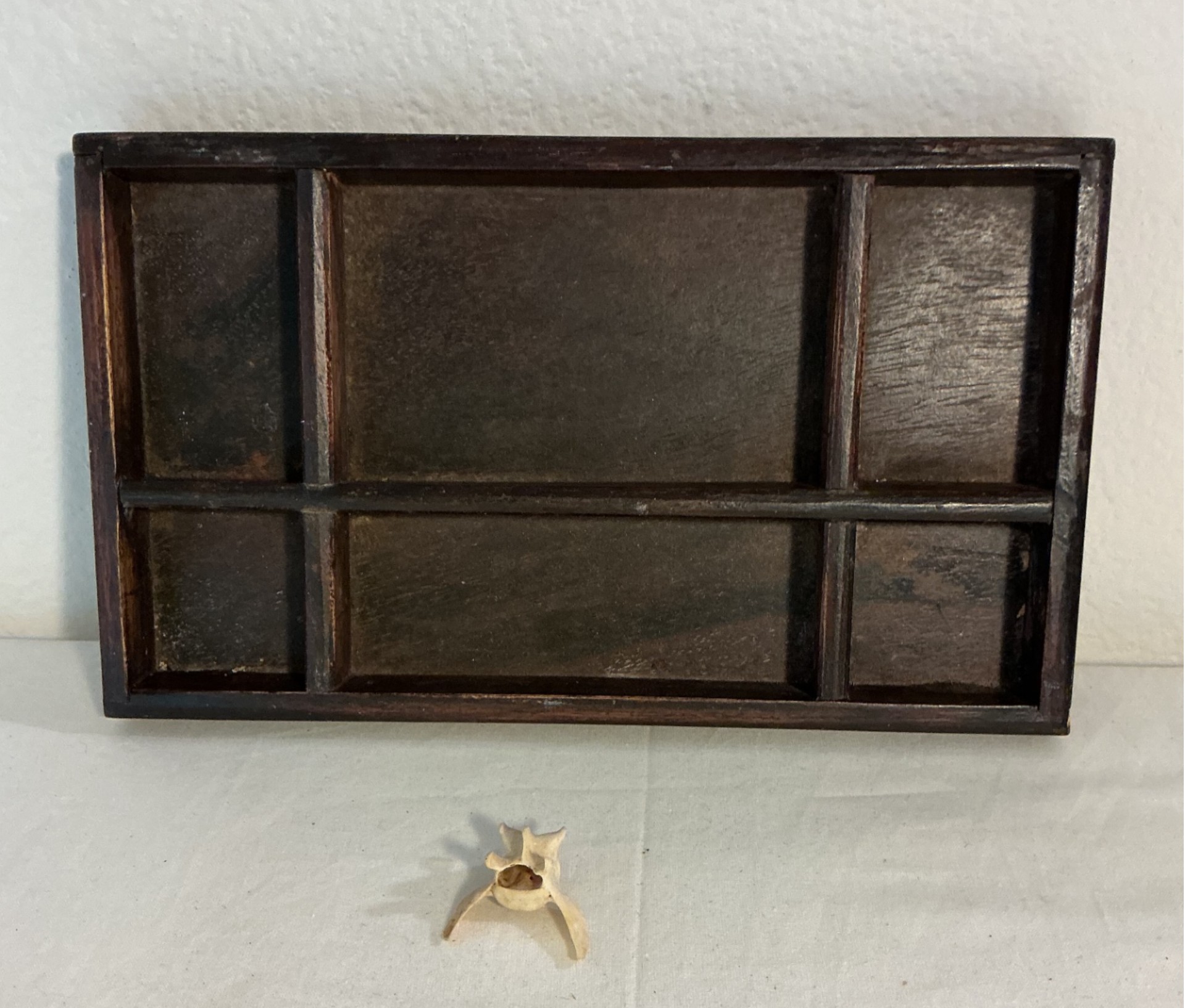 Taxidermy TIny Skull of Deer, et. - image 6 of 7