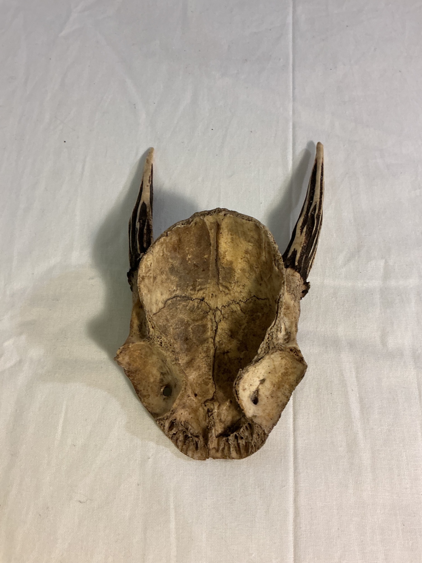 Taxidermy TIny Skull of Deer, et. - image 5 of 7