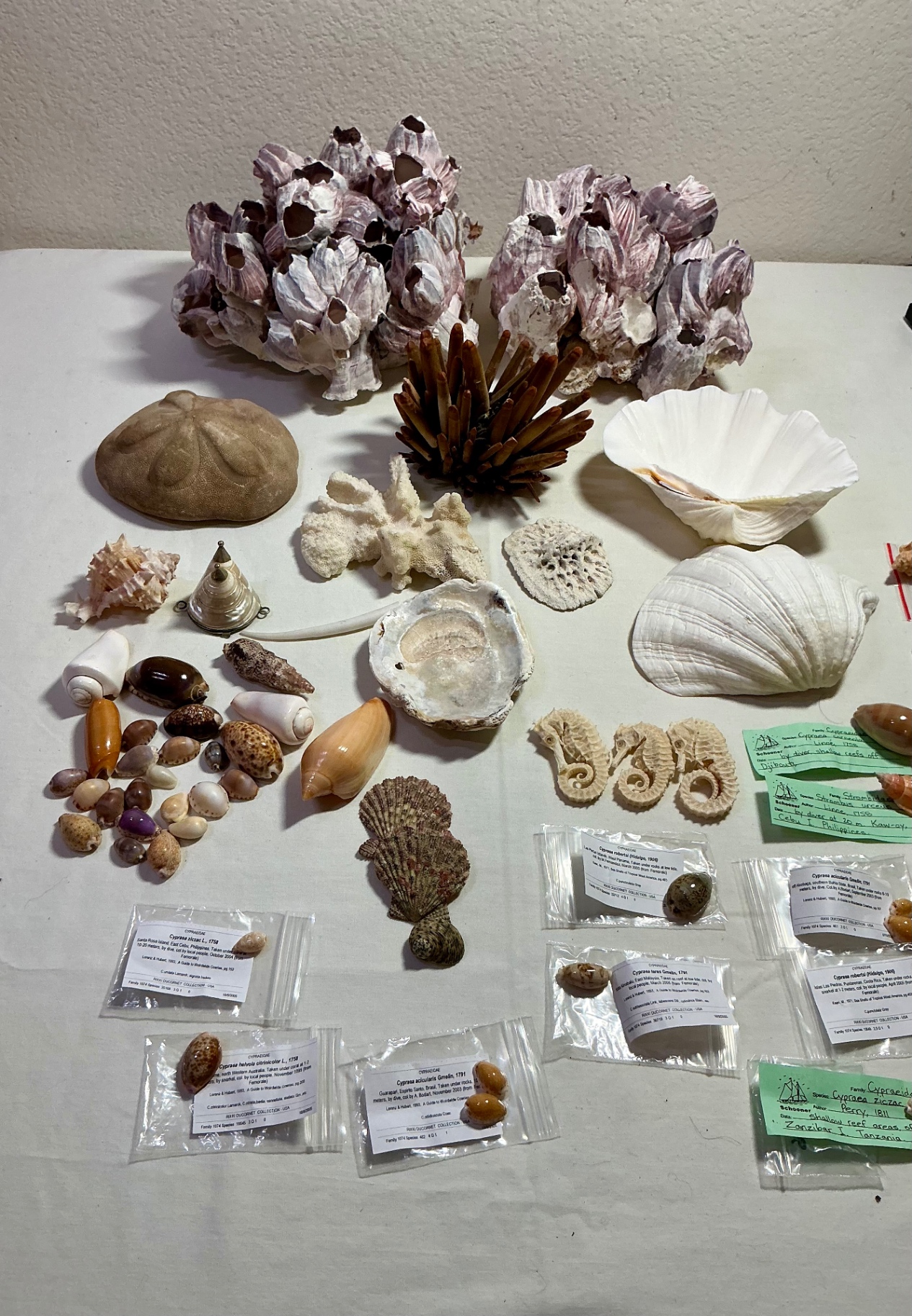 Shells and Sea creatures  - image 1 of 4