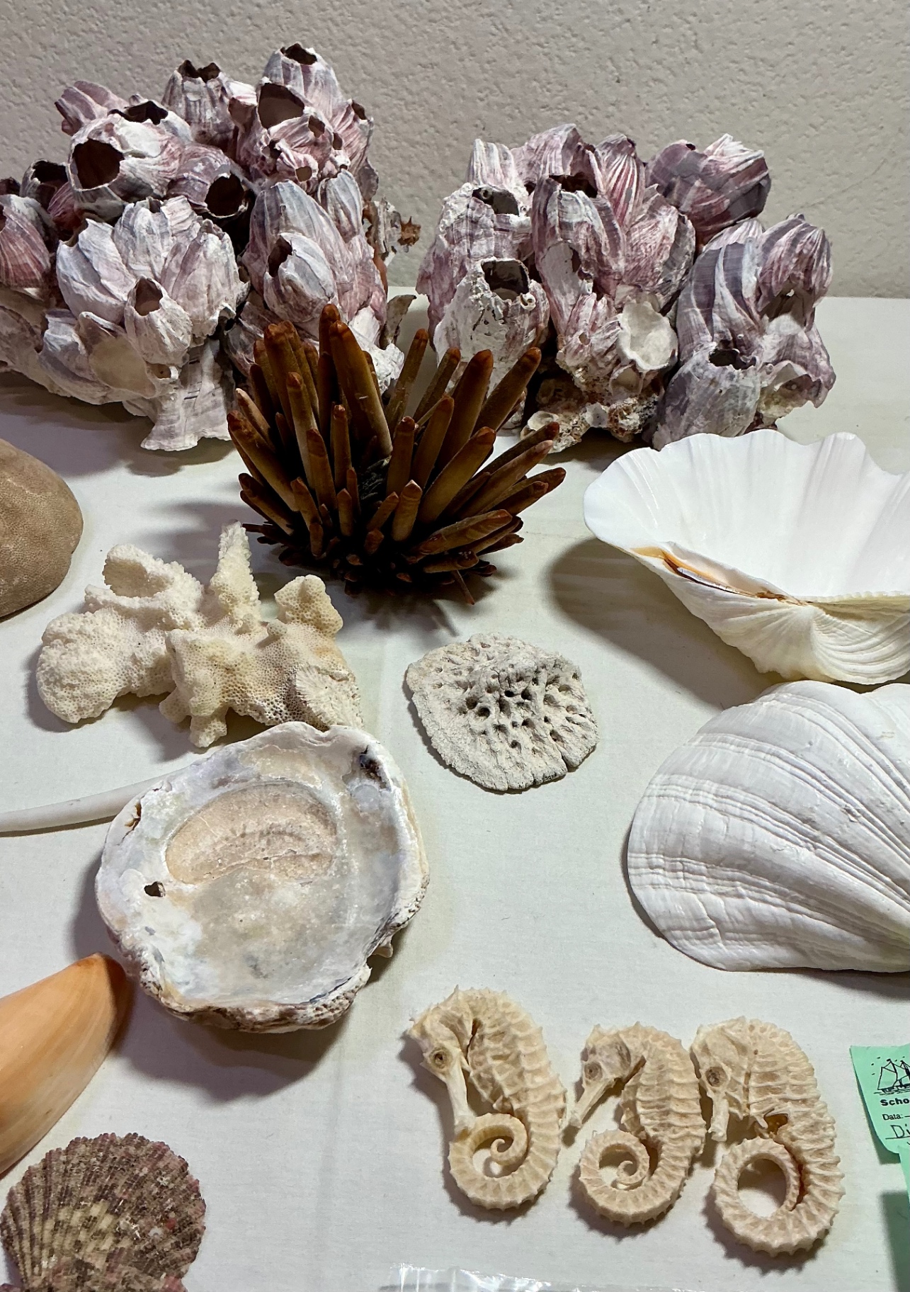 Shells and Sea creatures  - image 3 of 4