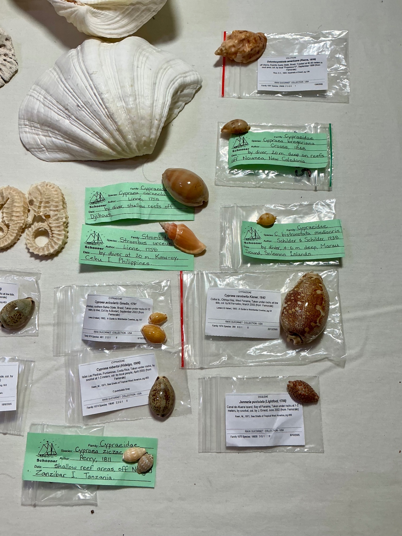 Shells and Sea creatures  - image 2 of 4