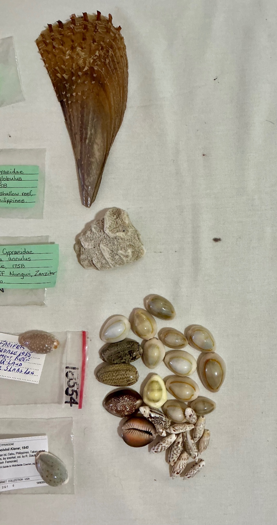 Shell Art and shell collection - image 12 of 12