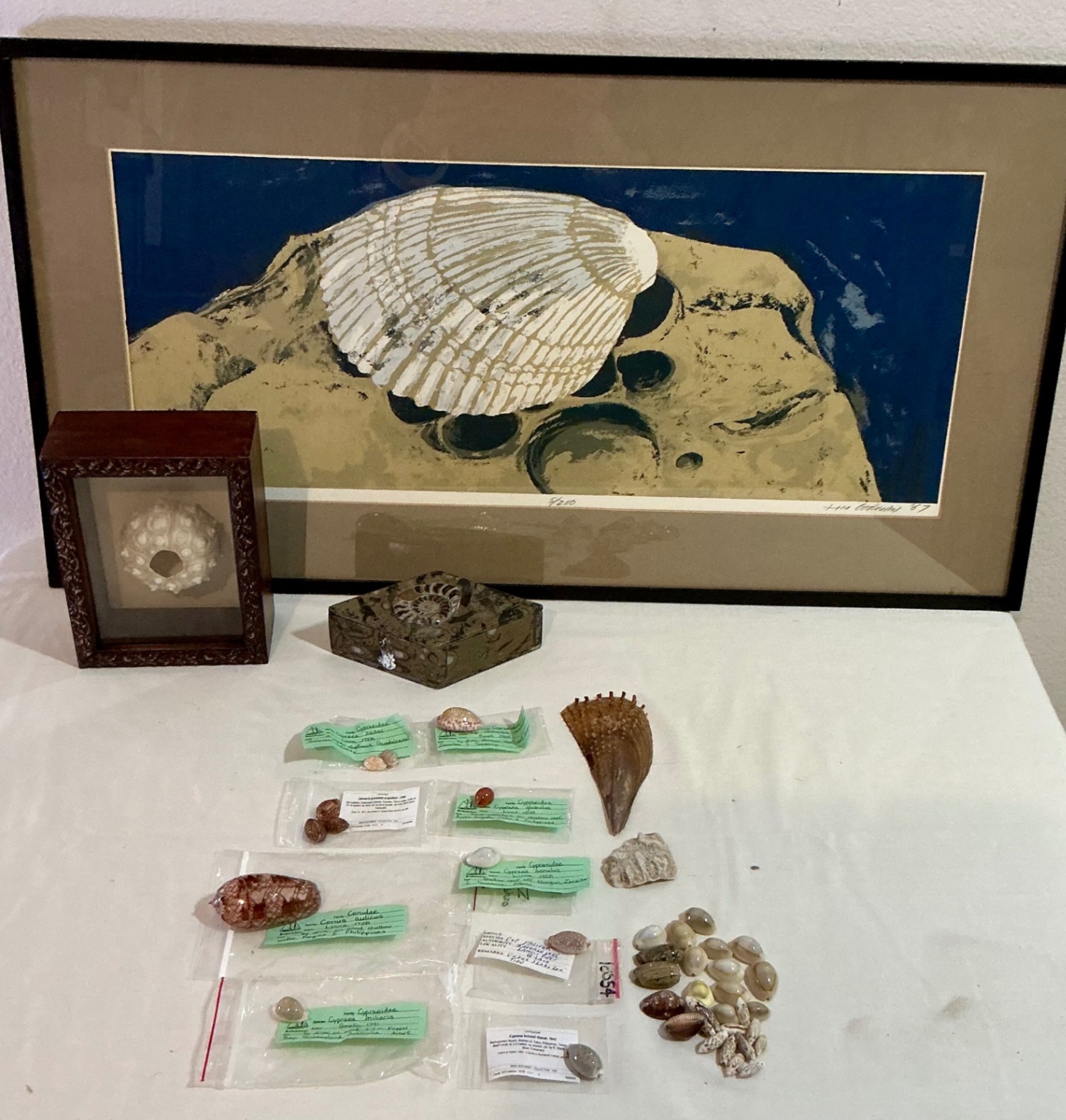 Shell Art and shell collection - image 1 of 12