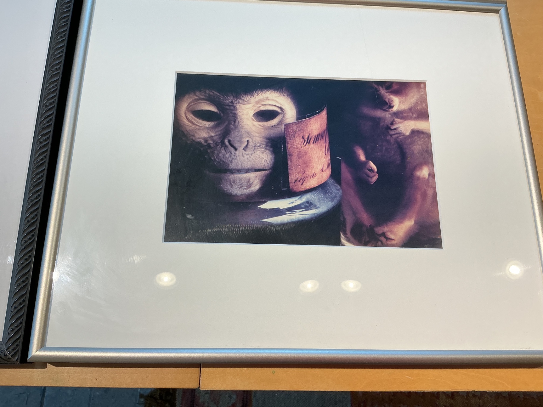 4 Framed photos by Rosamond Purcell - image 7 of 7