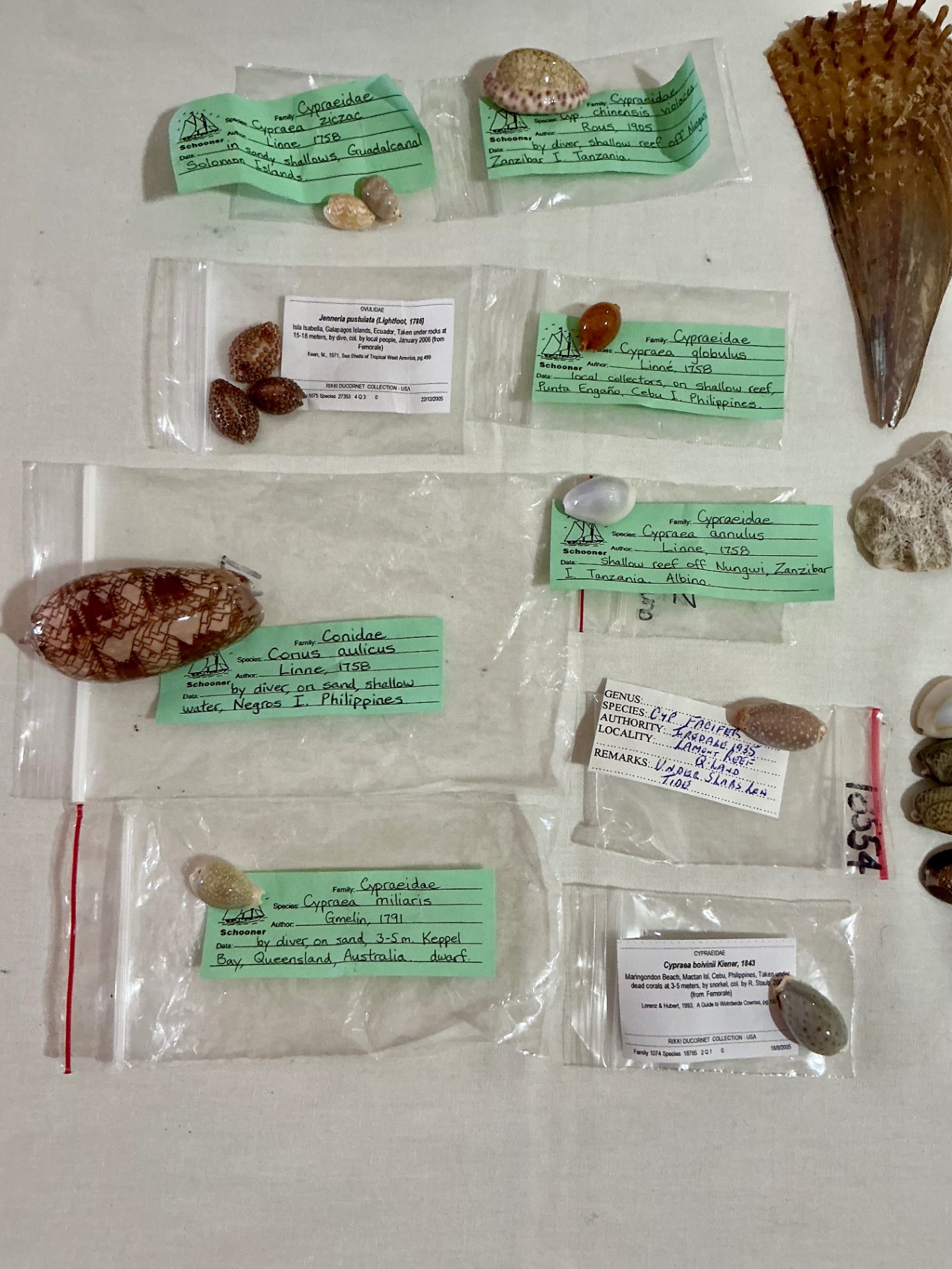 Shell Art and shell collection - image 11 of 12