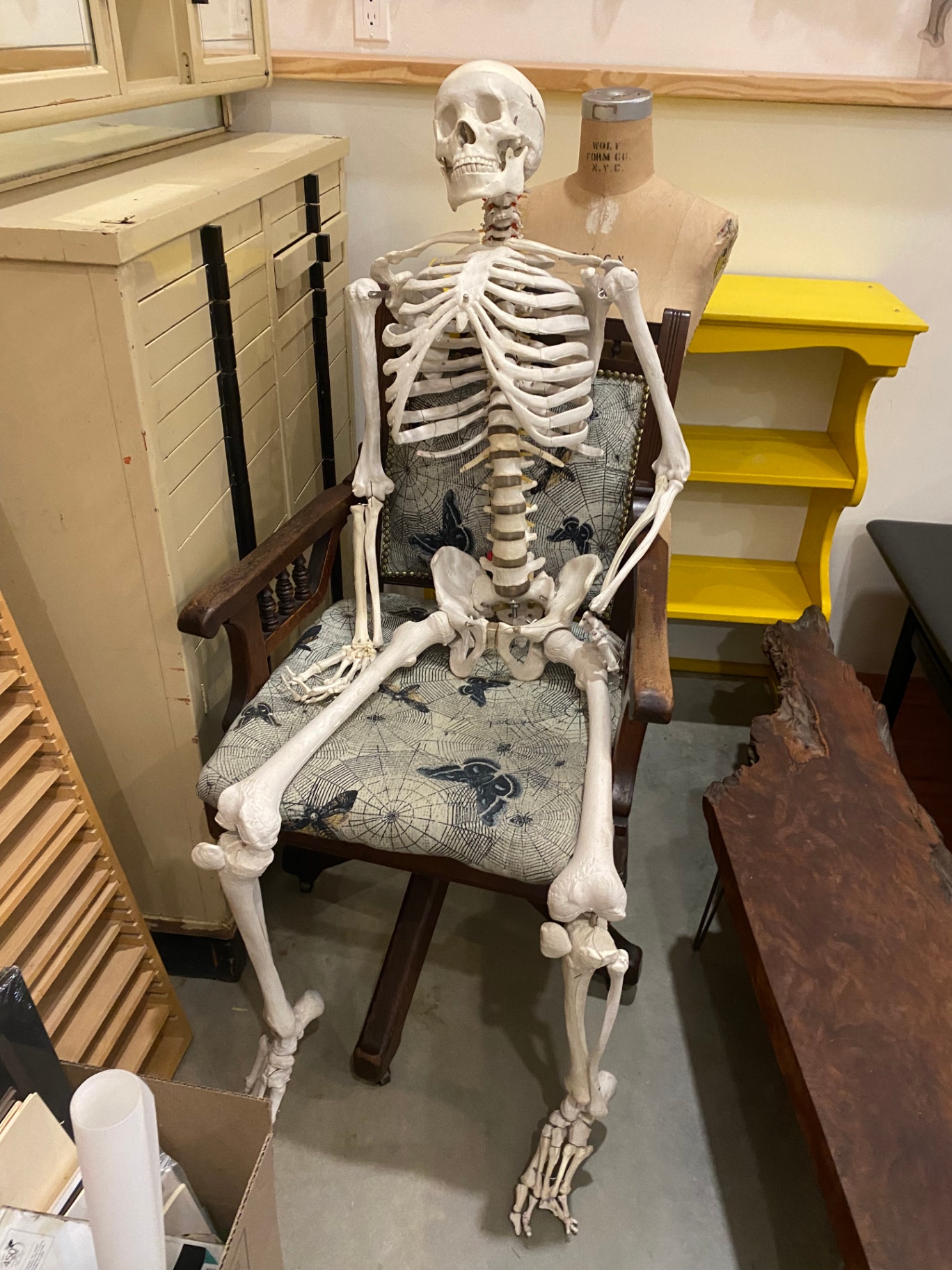 Skeleton - image 1 of 1