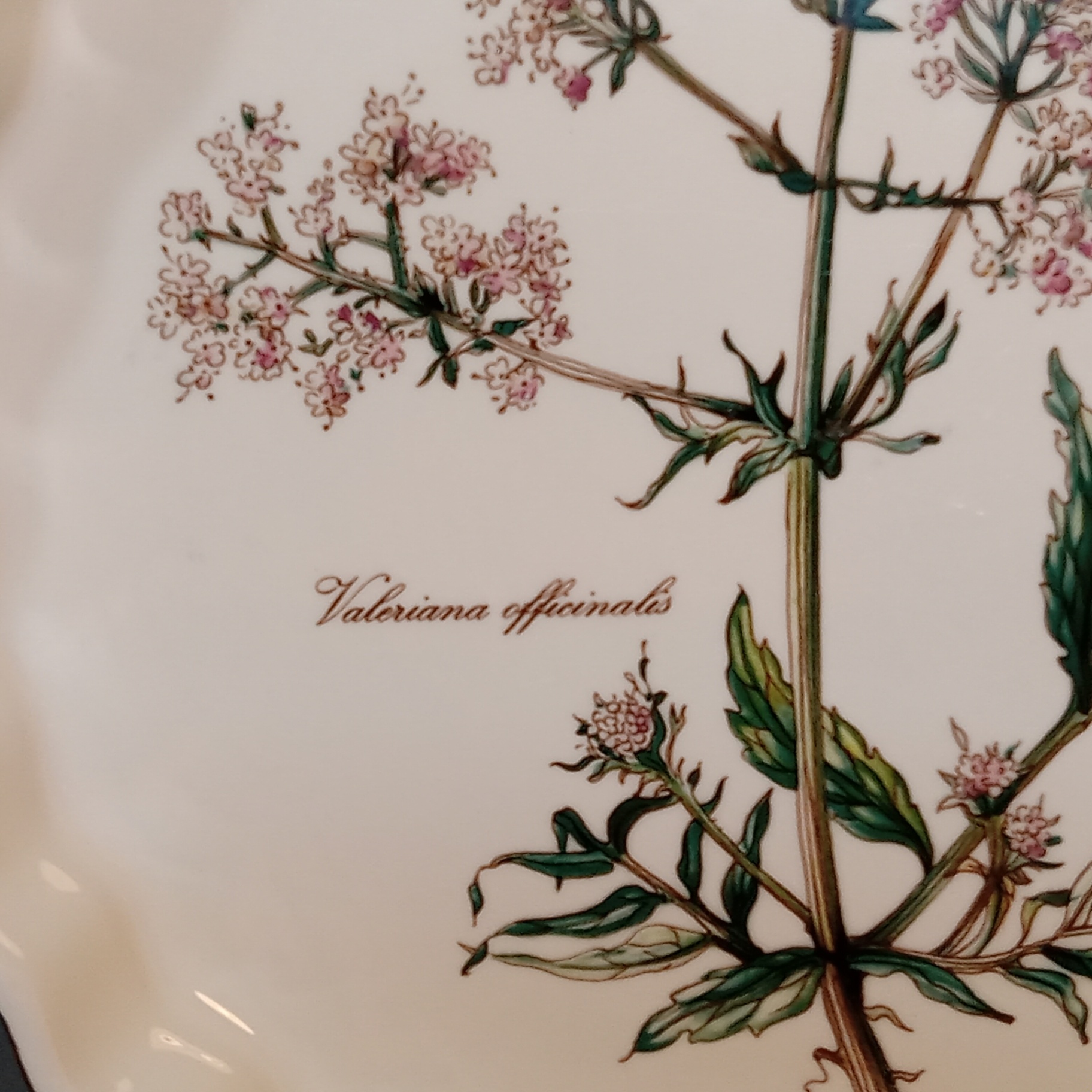 Villeroy & Boch Vilbofour Botanica Baking Dishes - image 6 of 11
