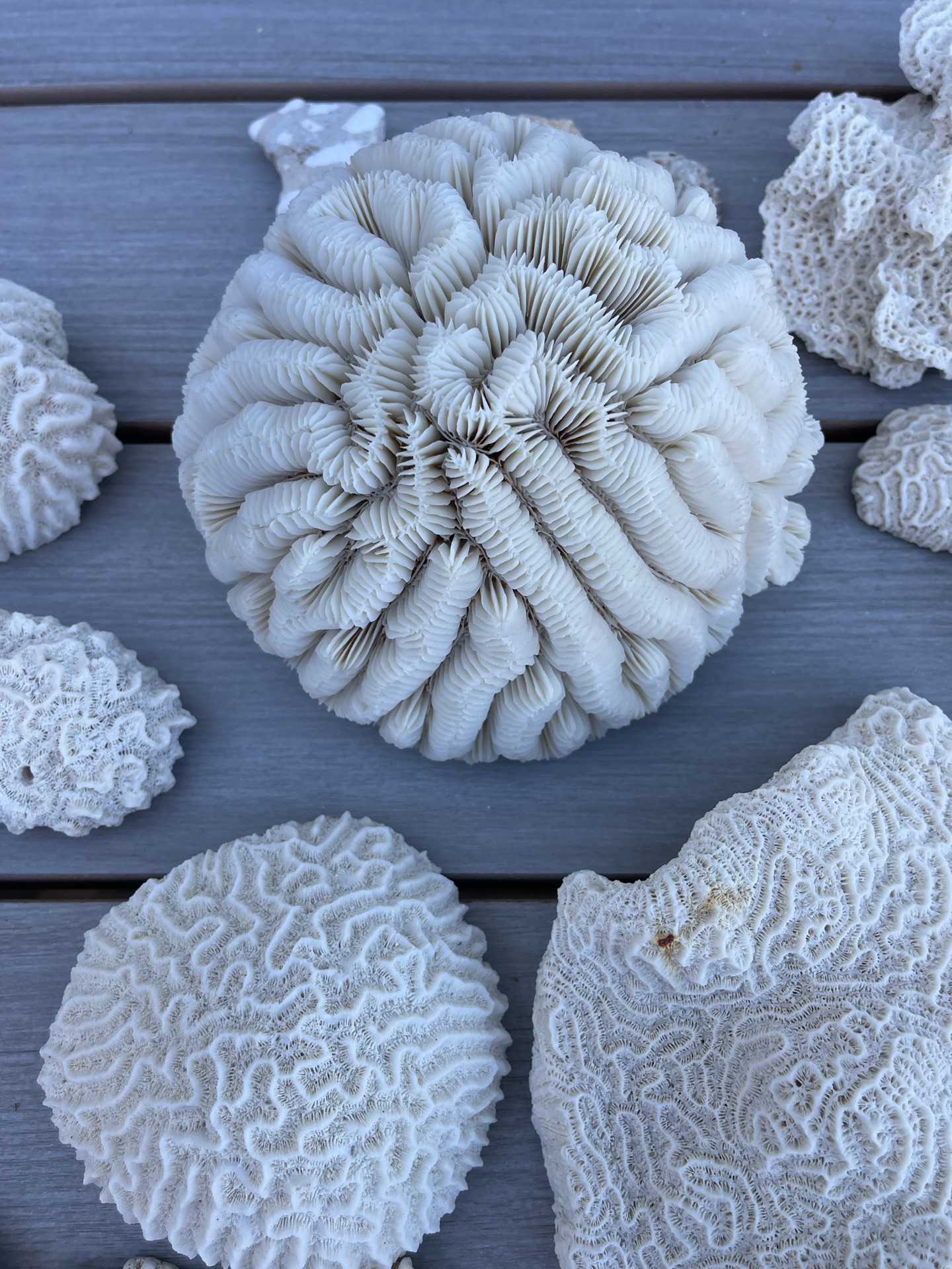Coral And Shells - image 5 of 8