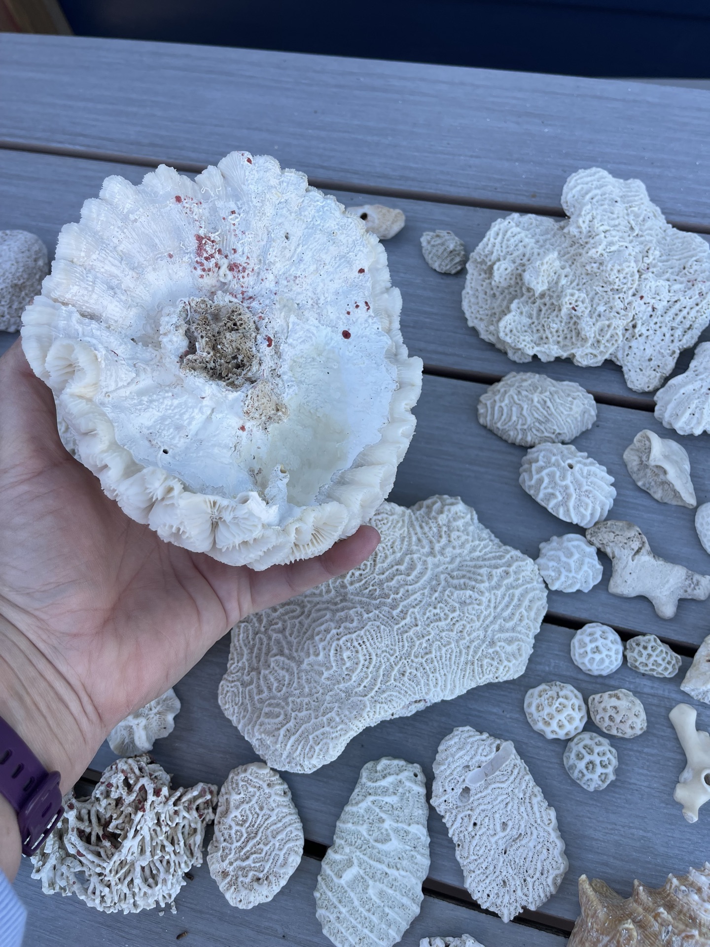 Coral And Shells - image 6 of 8