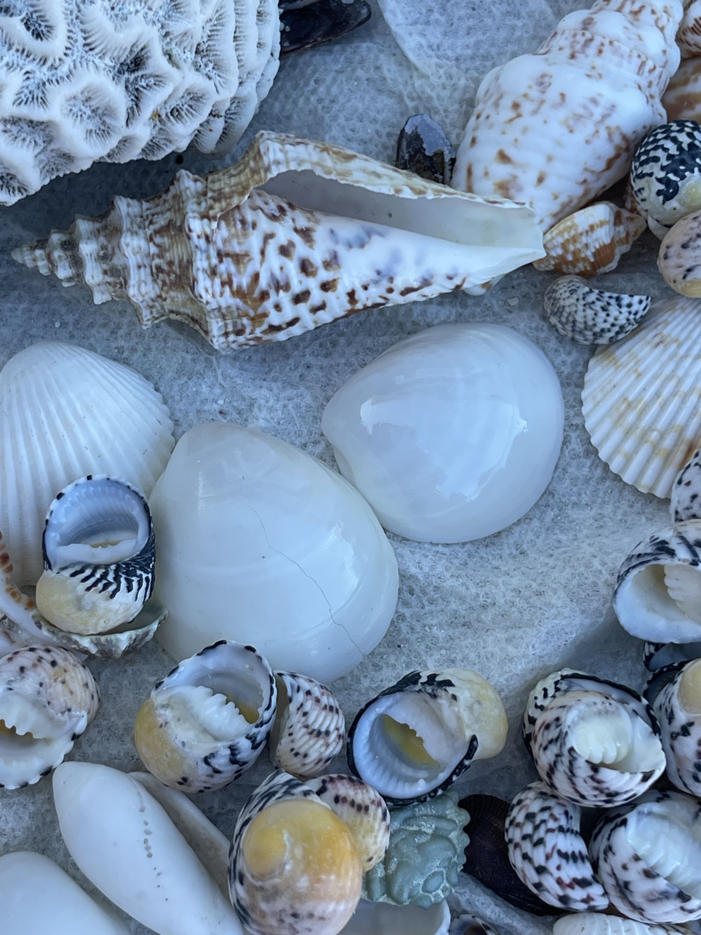 Little Shells - image 7 of 8