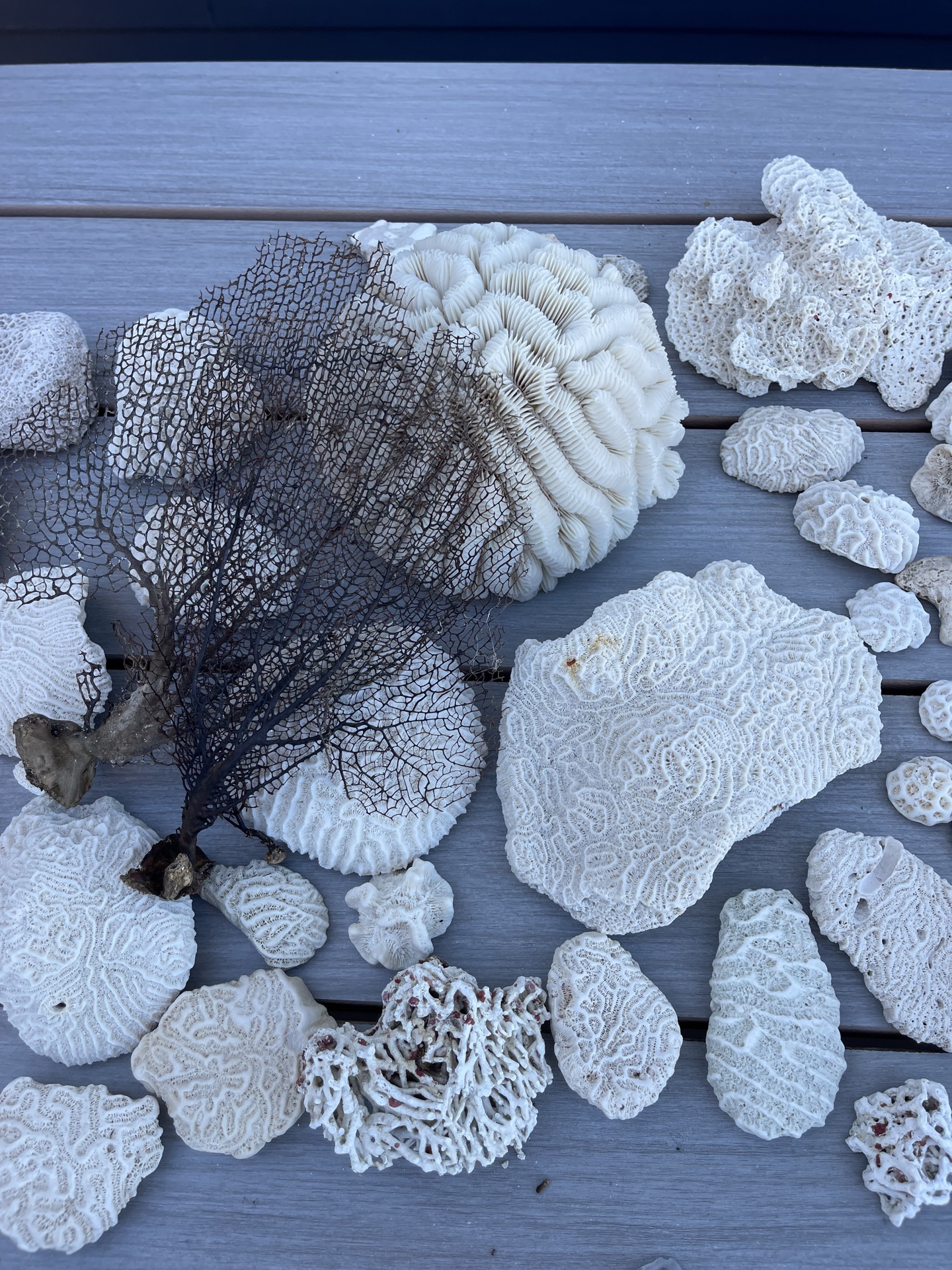 Coral And Shells - image 3 of 8