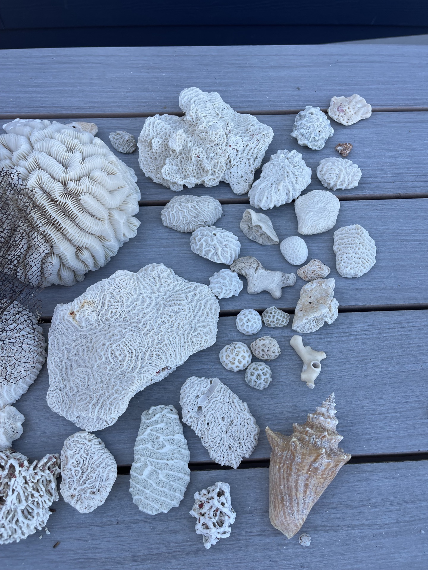 Coral And Shells - image 2 of 8