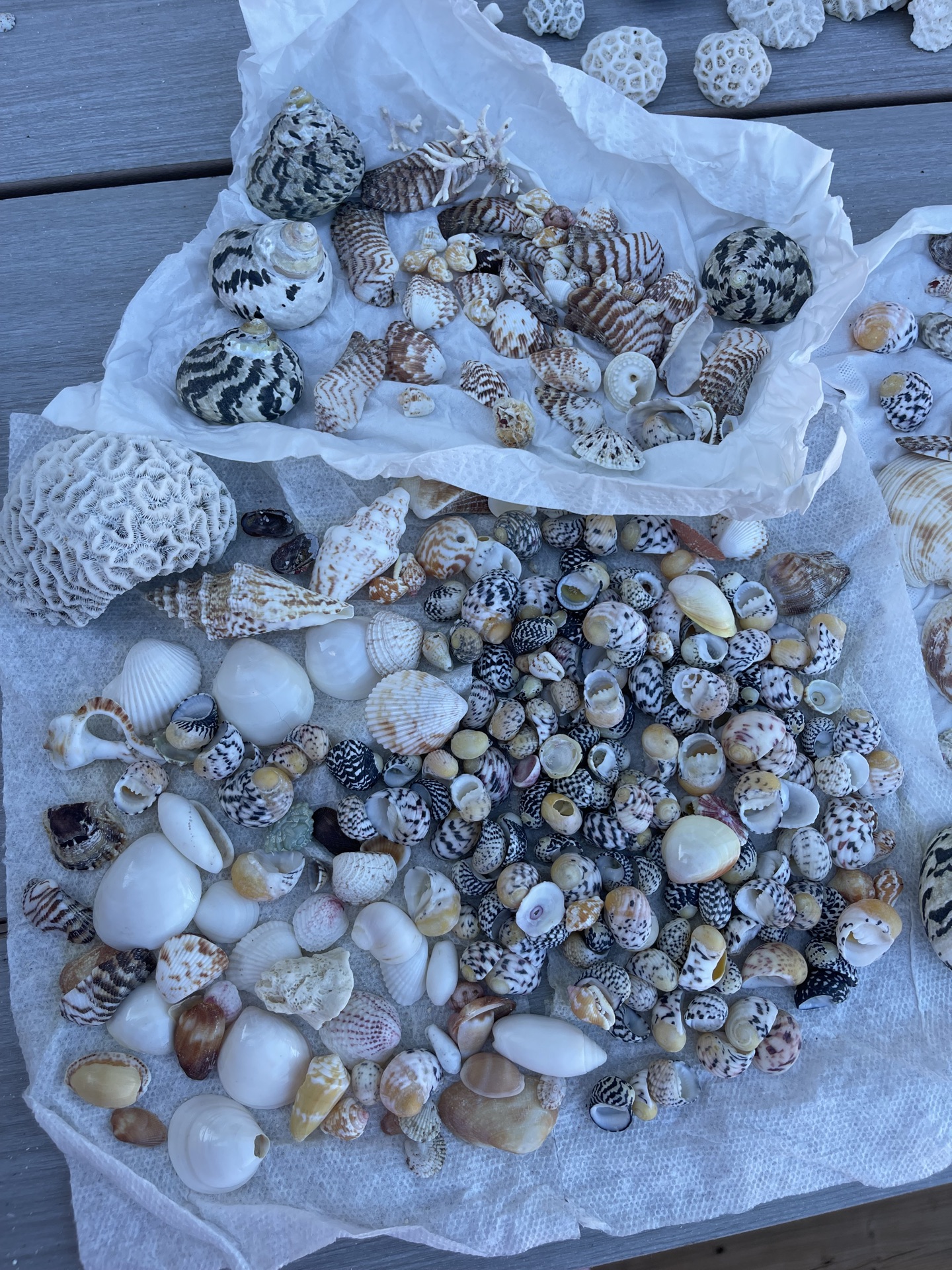Little Shells - image 3 of 8