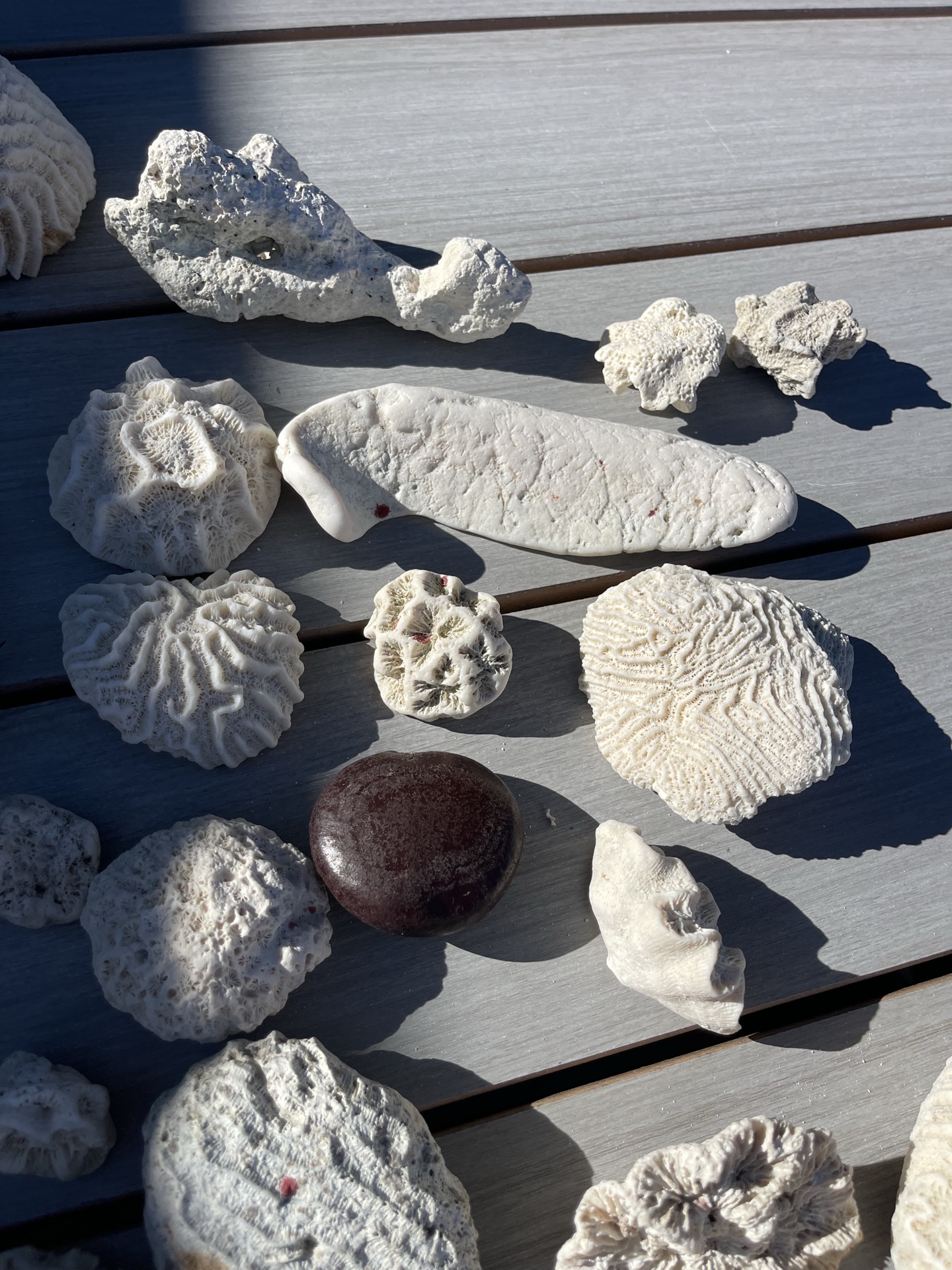 Coral And Shells - image 4 of 6