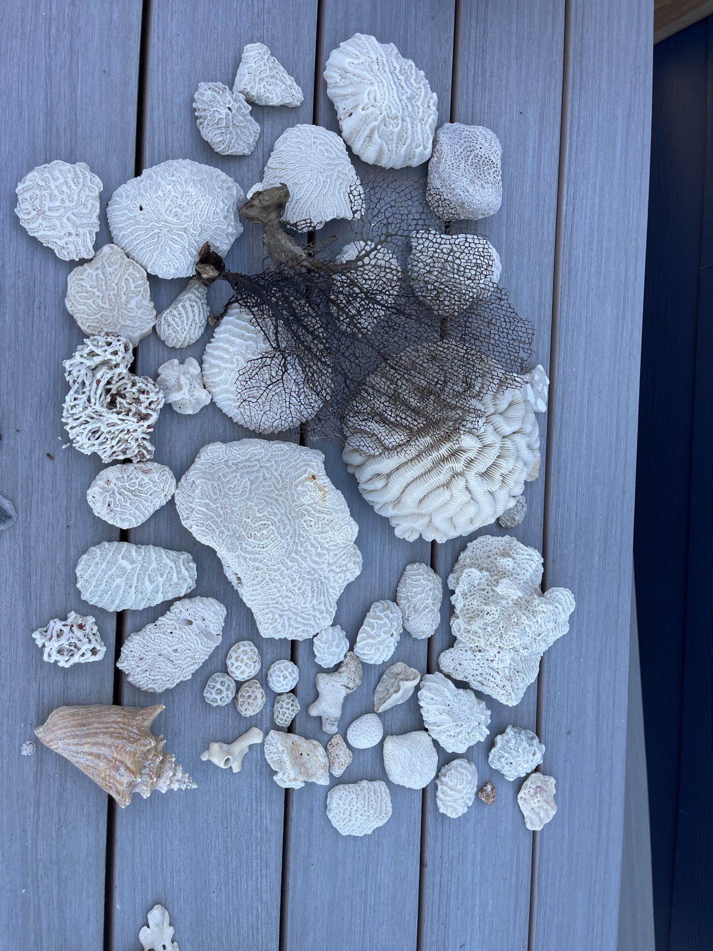 Coral And Shells - image 1 of 8