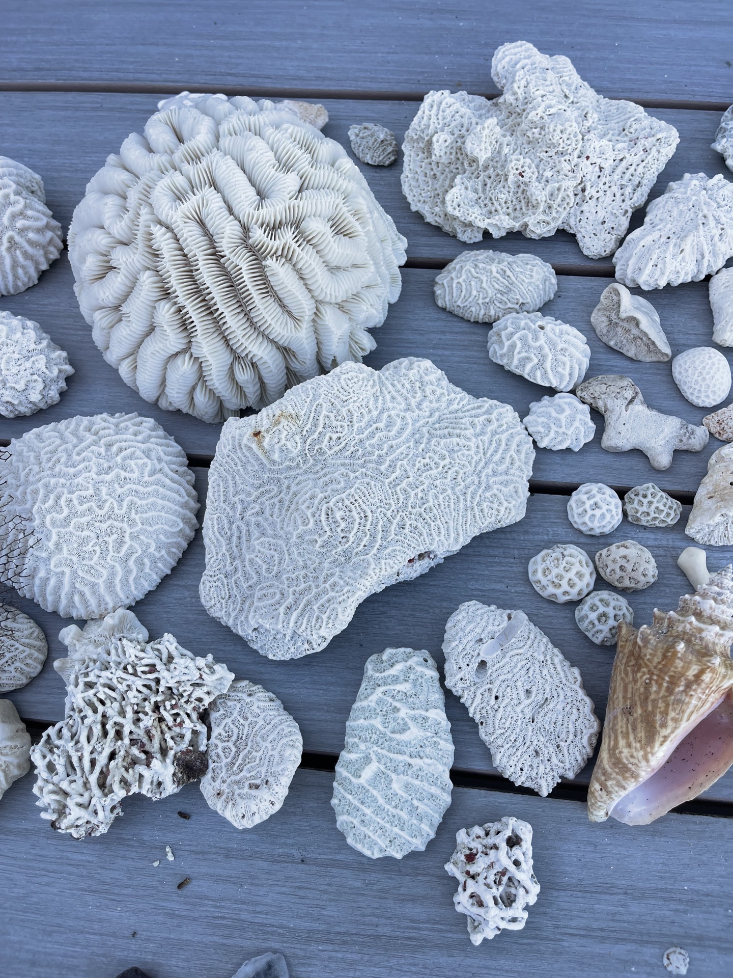 Coral And Shells - image 7 of 8