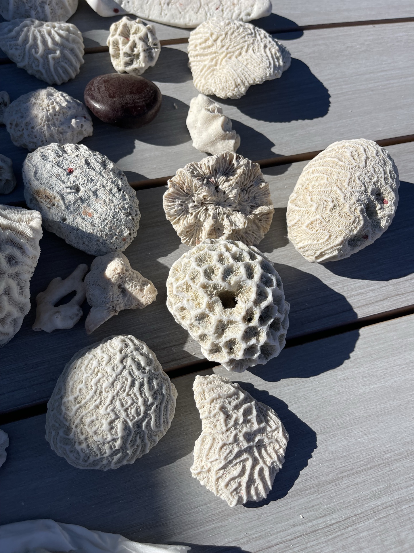 Coral And Shells - image 5 of 6